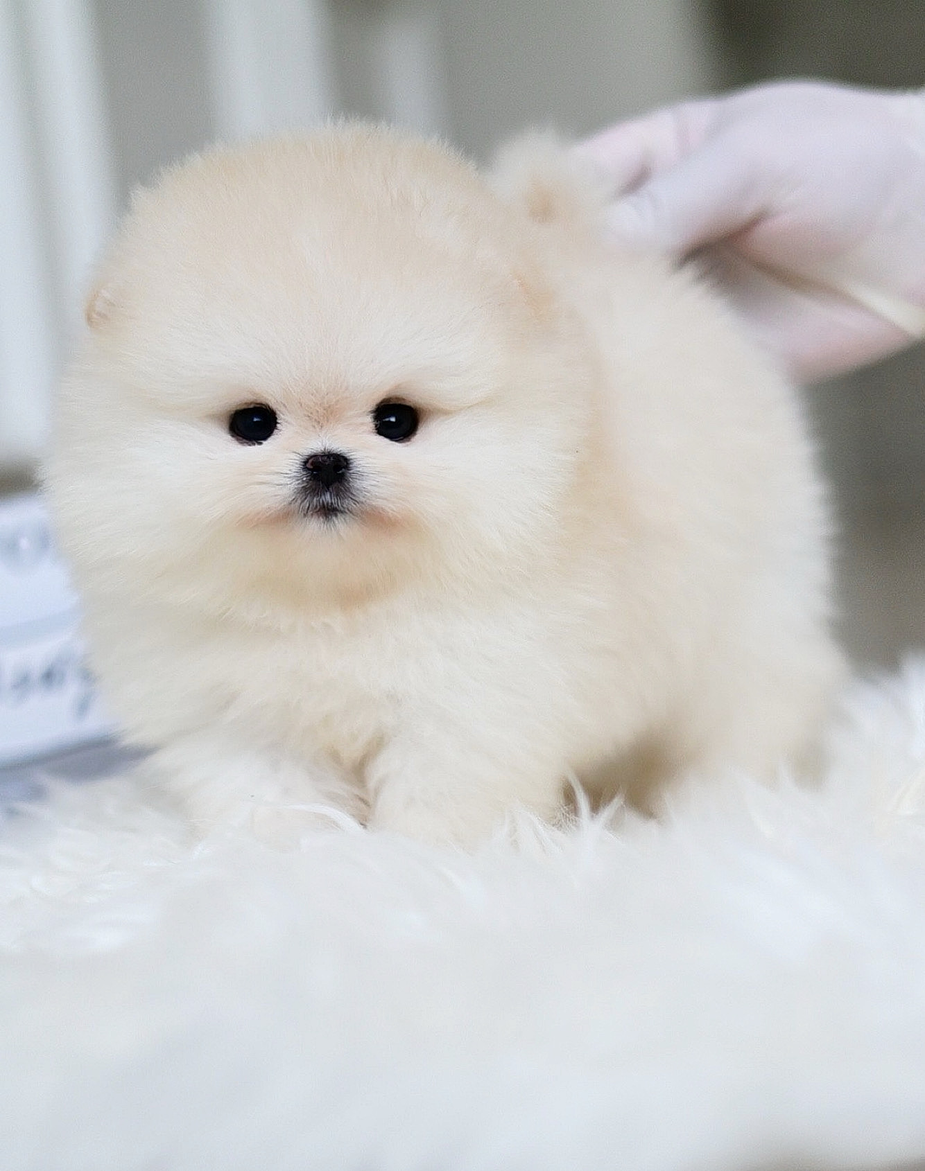 (ย้ายบ้านแล้ว) ปอมหน้าหมี ปอมแท้ ปอม สีส้มอ่อน สีนิยม เกรดโชว์ หน้าหวาน ขนแน่น ปุ๊กปิ๊ก สุดๆ !!