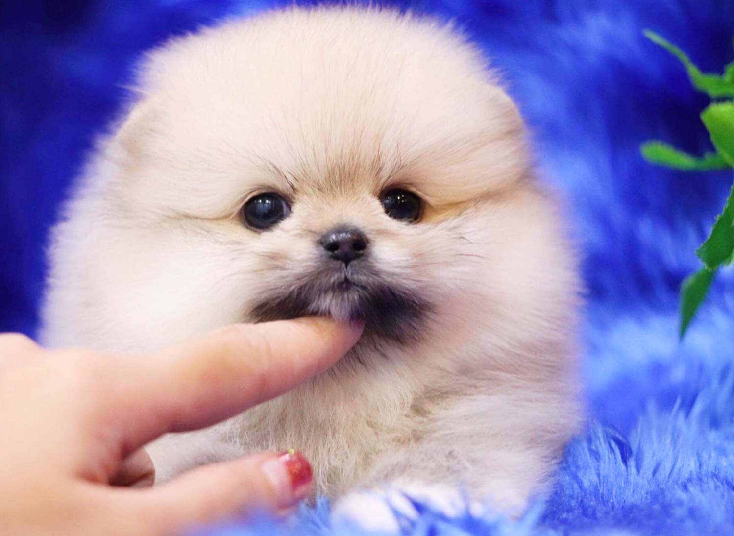 ย้ายบ้านแล้ว ผช