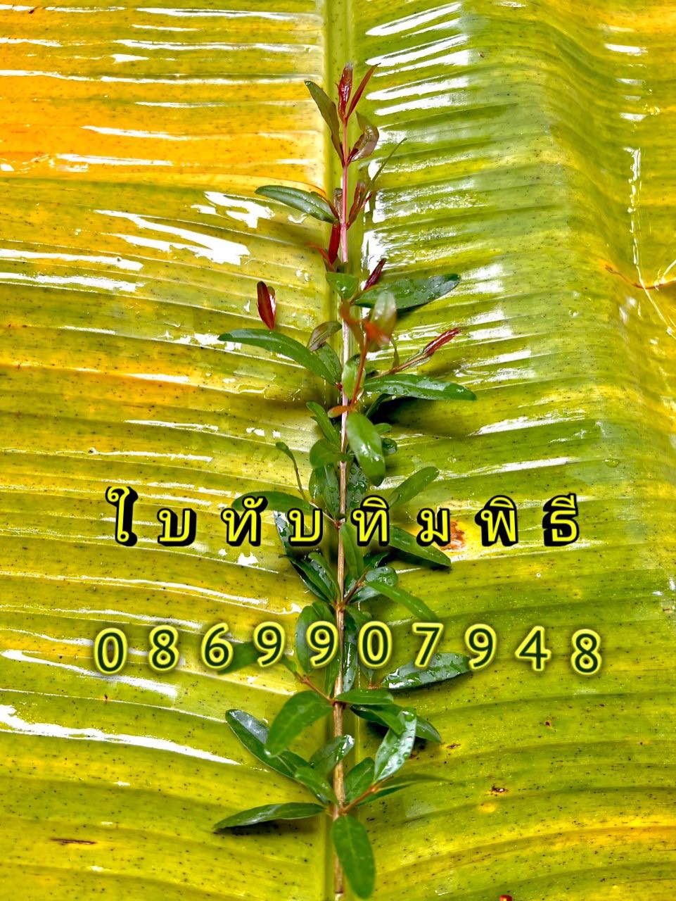 ต้นอ้อยพิธี (บวงสรวง)