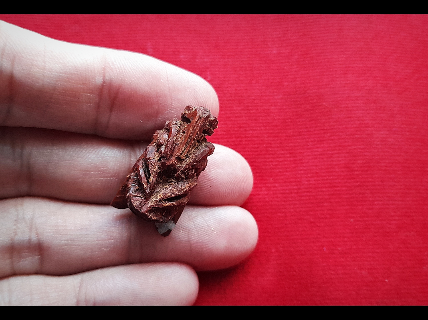 แมลงภู่ (แมงภู่ แมงบู๊) แกะสลัก เนื้อไม้ดุมล้อเกวียน ฝั่งเข็มบรรจุด้วยปรอทป่าแท้ ปี2563 #รับประกันแท้