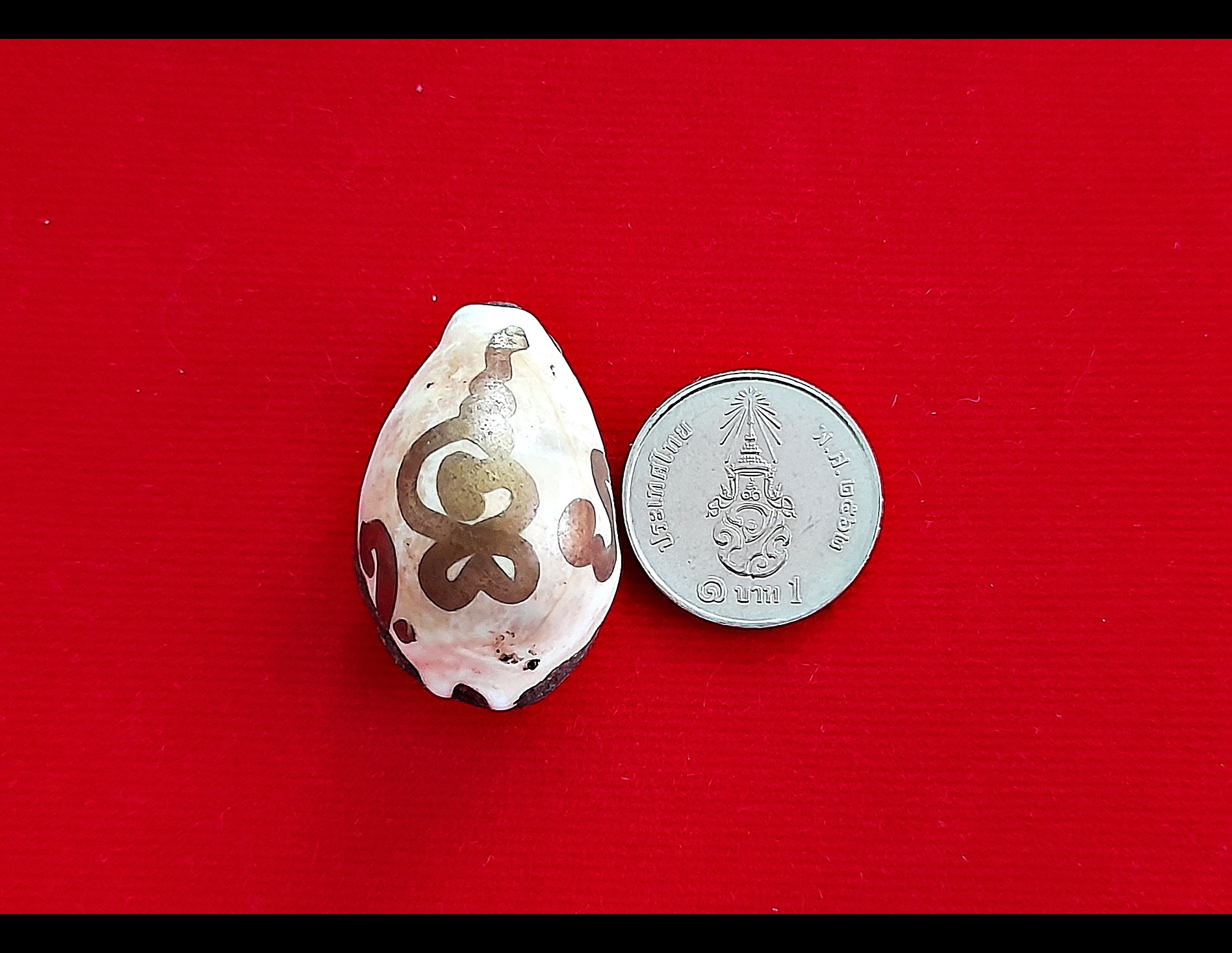 เบี้ยแก้ เล็ก บรรจุผงมวลสาร (มีรอยจารยันต์เพิ่ม) พิธีเสกเปิดโลก #รับประกันแท้ - พระอาจารย์สุริยัณ วัดป่าฉัพพรรณรังสี จ.ชัยภูมิ