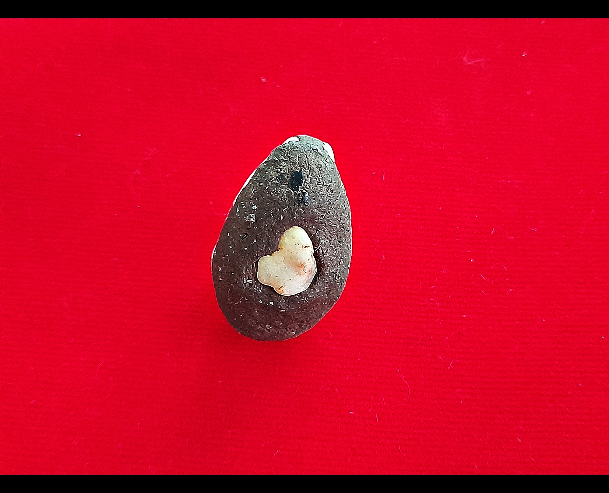 เบี้ยแก้ เล็ก บรรจุผงมวลสาร (มีรอยจารยันต์เพิ่ม) พิธีเสกเปิดโลก #รับประกันแท้ - พระอาจารย์สุริยัณ วัดป่าฉัพพรรณรังสี จ.ชัยภูมิ