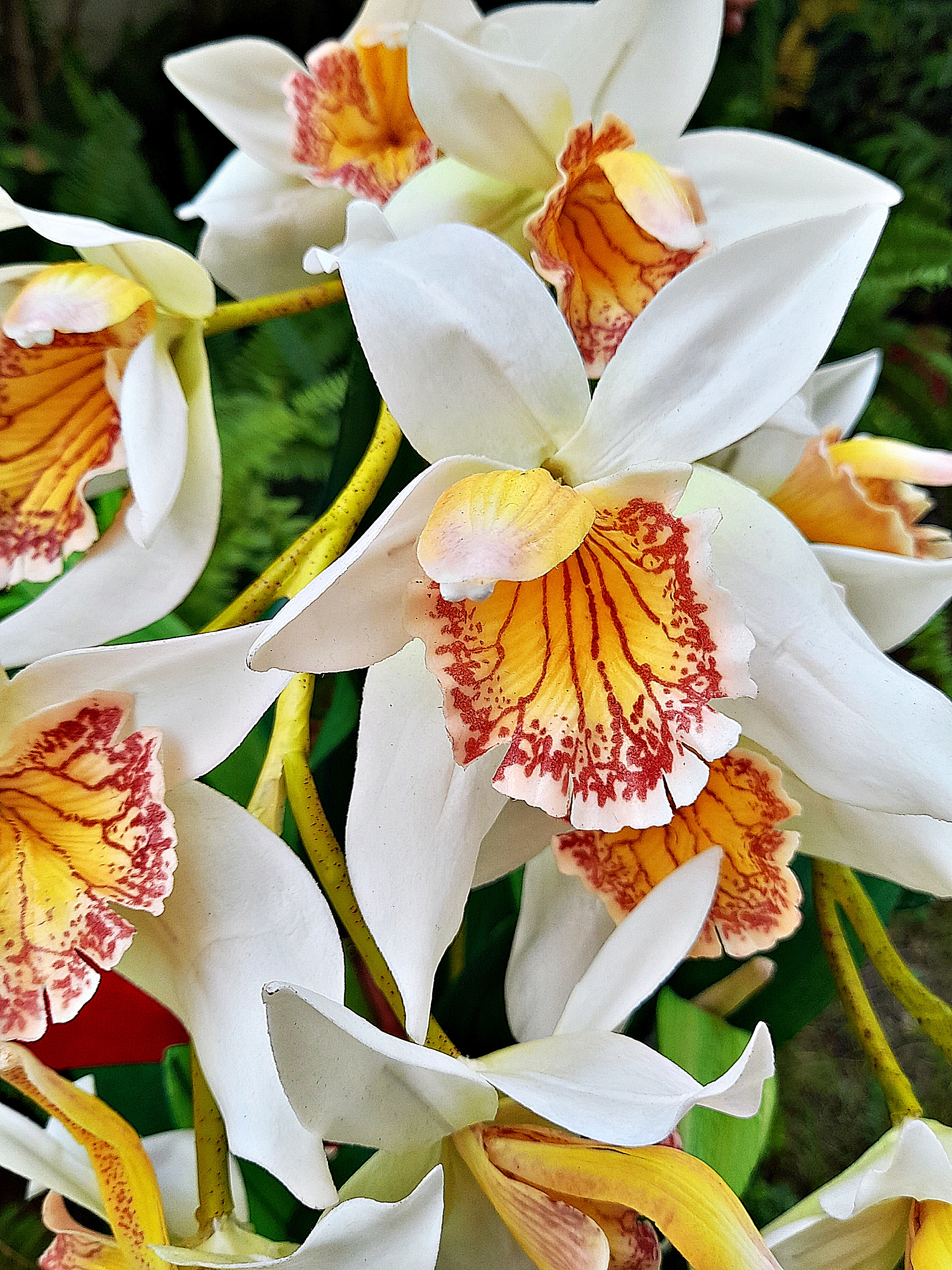 กล้วยไม้ (จำลอง งานฝีมือ ปั้นจากดินประดิษย์)