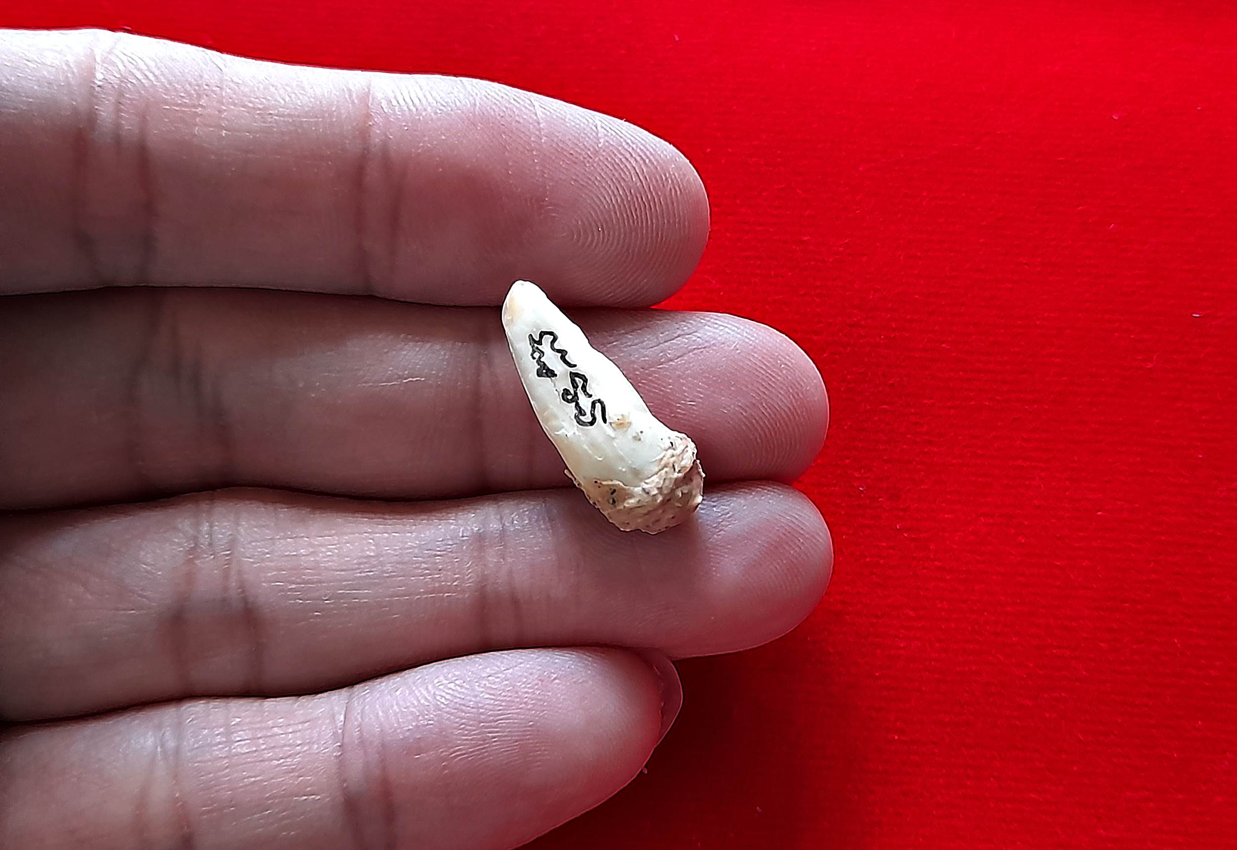 เขี้ยวจรเข้ พญากุมภีโพธิสัตว์(พญาจระเข้โพธิสัตว์) (จารยันต์ บรรจุมวลสาร) ปี2563 #รับประกันแท้ - พระอาจารย์เอราวัณ