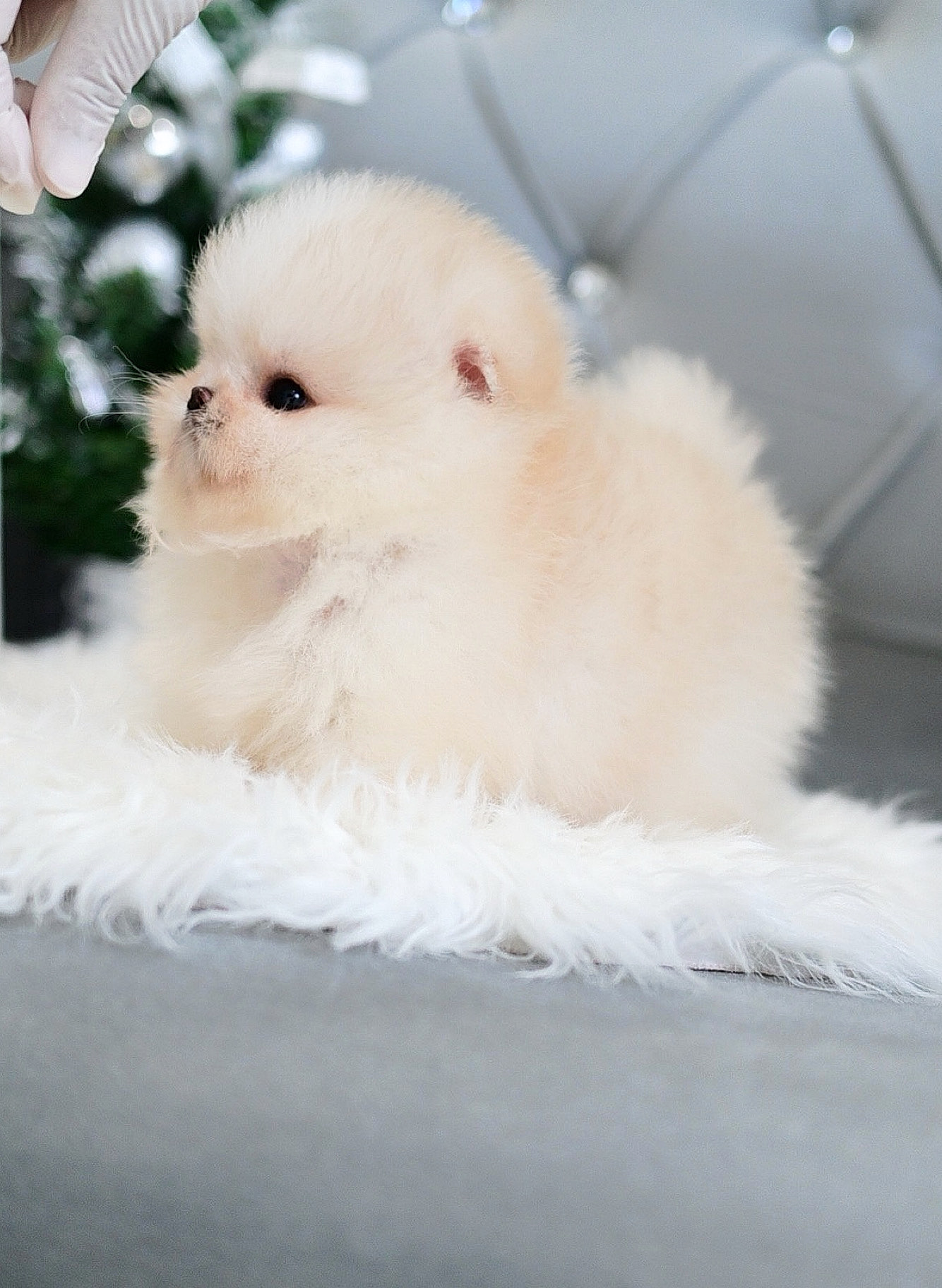 (จองแล้ว) ปอมหน้าหมี ปอมขาว ปอมเมอเรเนียน เกรดที่ถูกต้อง เลี้ยงทั้งที ต้องเกรดนี้ ไม่ผิดหวัง! สีส้มแป๋ว ส้มแสกขาว เป็นสีที่คนตามหากันแบบ สุดๆ !!