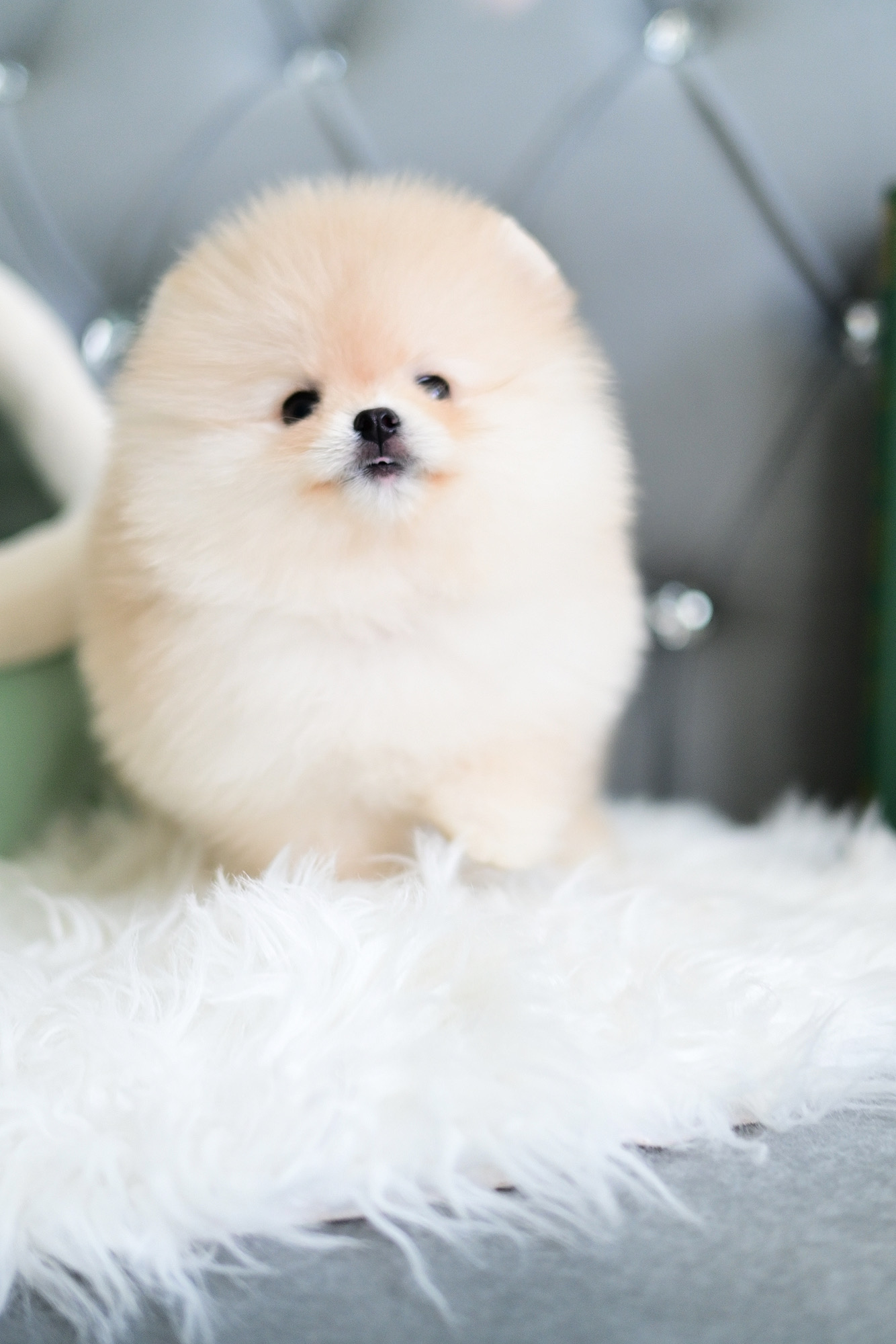 (ย้ายบ้านแล้ว) ปอมหน้าหมี ปอมแท้ ปอมแป๋ว เกรดที่เหมือนตุ๊กตาหมี มากที่สุด!!