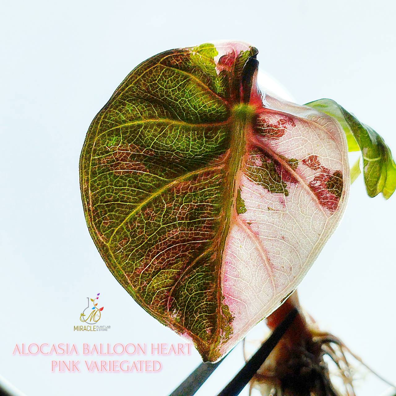 Alocasia Balloon Heart pink Variegated อโลคาเซียบอลลูนฮาร์ทด่างขาวชมพู(ไม้เนื่อเยื่อยังไม่ได้อนุบาล สามารถสับขยายต่อได้)