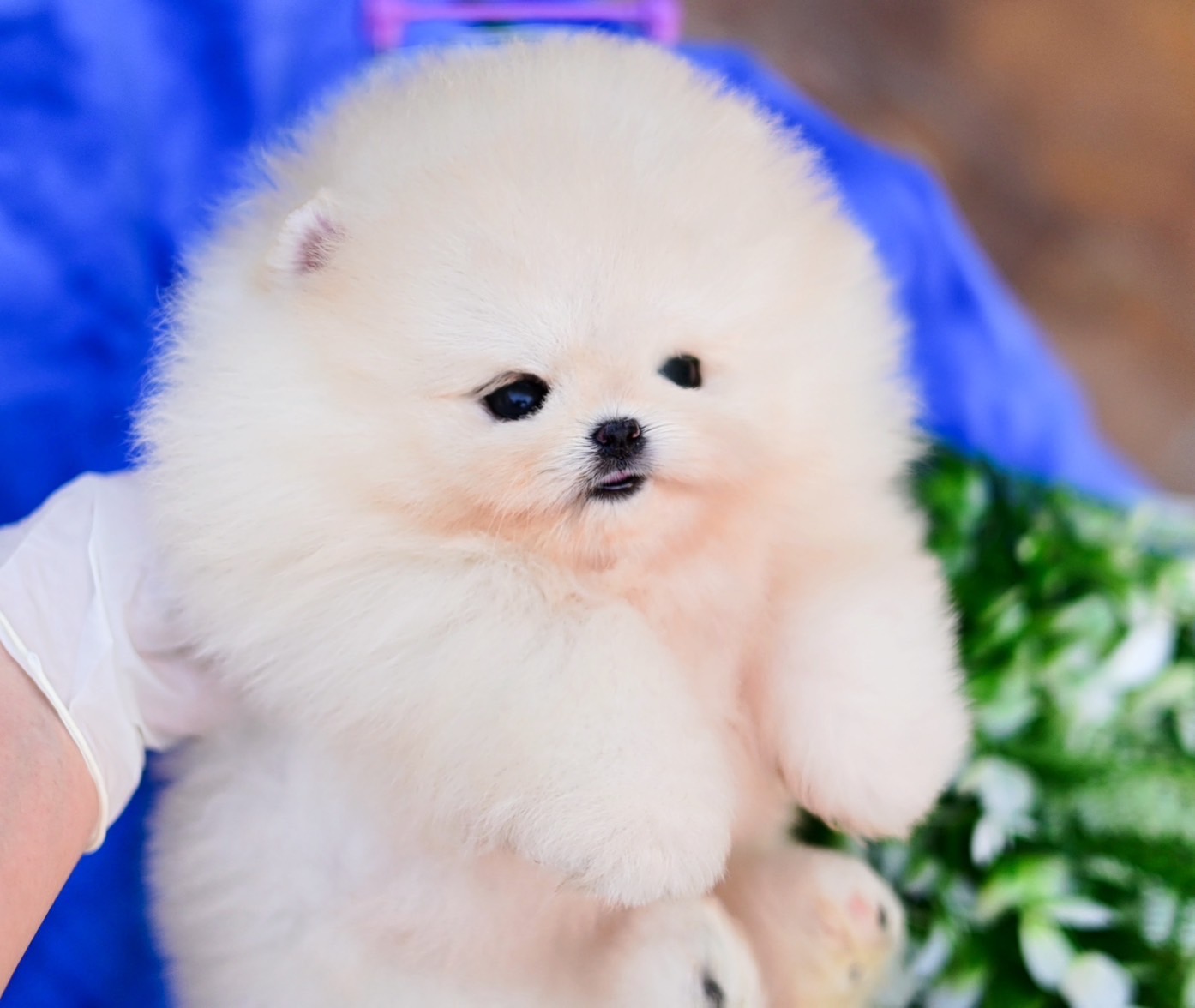 ย้ายบ้านแล้ว ผญ