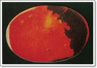 โอปอแฟลช (Flash opal) 