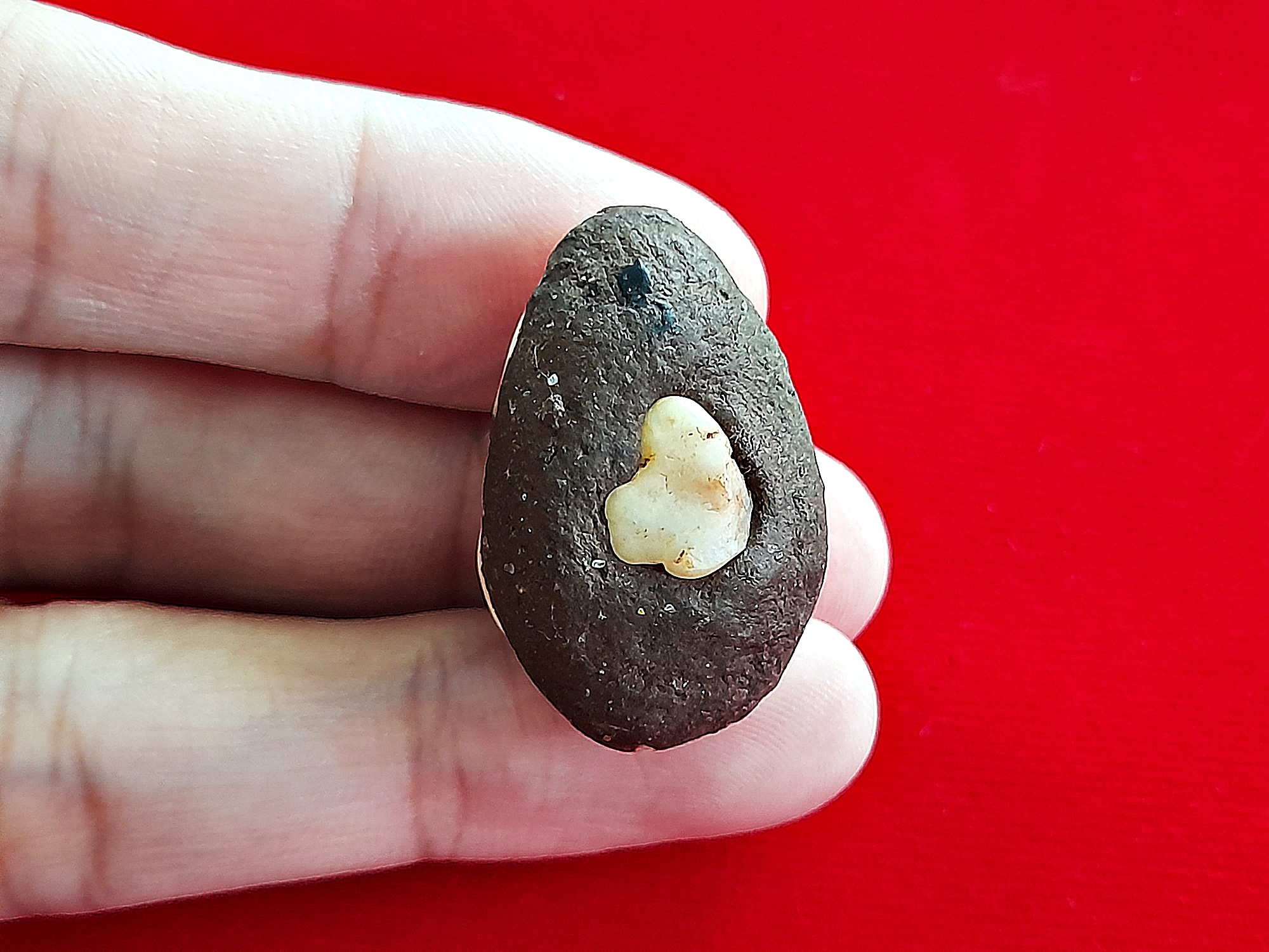 เบี้ยแก้ เล็ก บรรจุผงมวลสาร (มีรอยจารยันต์เพิ่ม) พิธีเสกเปิดโลก #รับประกันแท้ - พระอาจารย์สุริยัณ วัดป่าฉัพพรรณรังสี จ.ชัยภูมิ