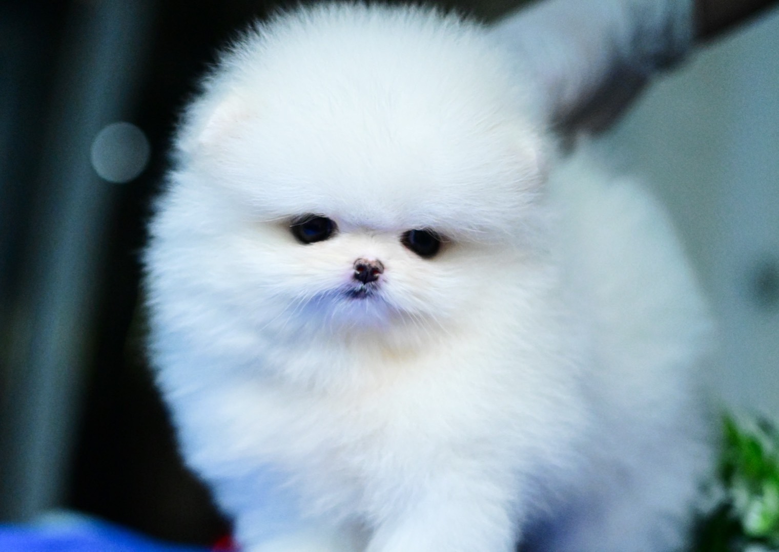 ย้ายบ้านแล้ว ผช