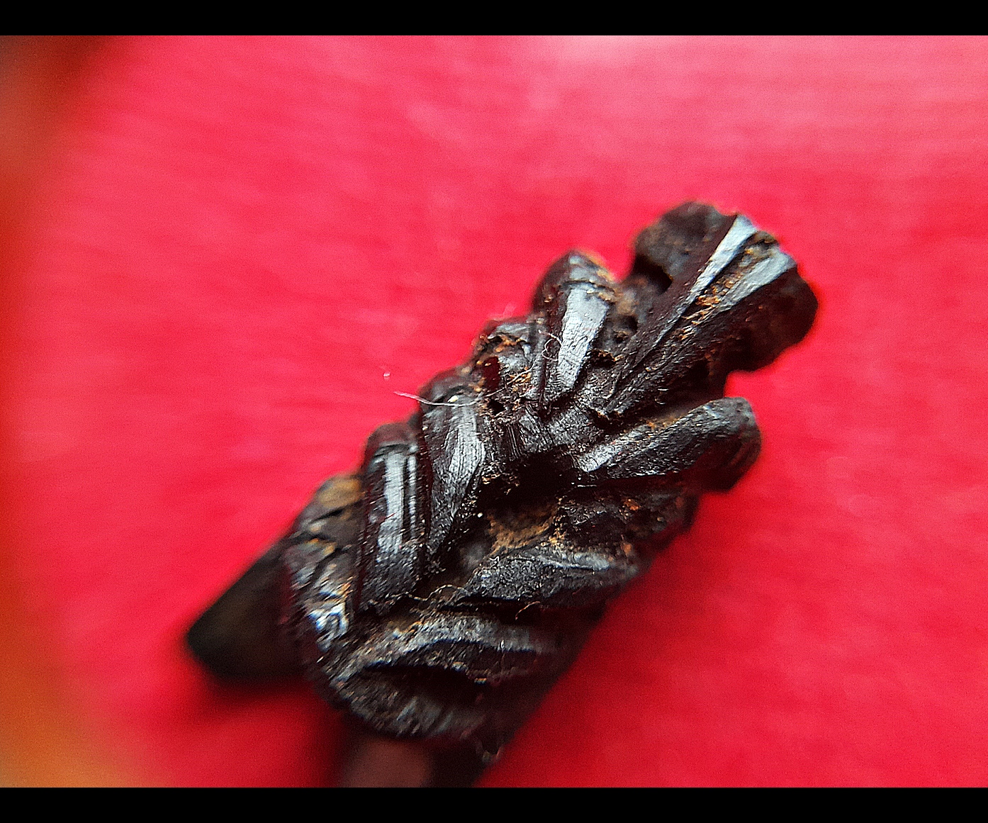 แมลงภู่ (แมงภู่ แมงบู๊) แกะสลัก เนื้อไม้งิ้วดำ (ฝั่งเข็มบรรจุด้วยปรอทป่าแท้) ปี2563