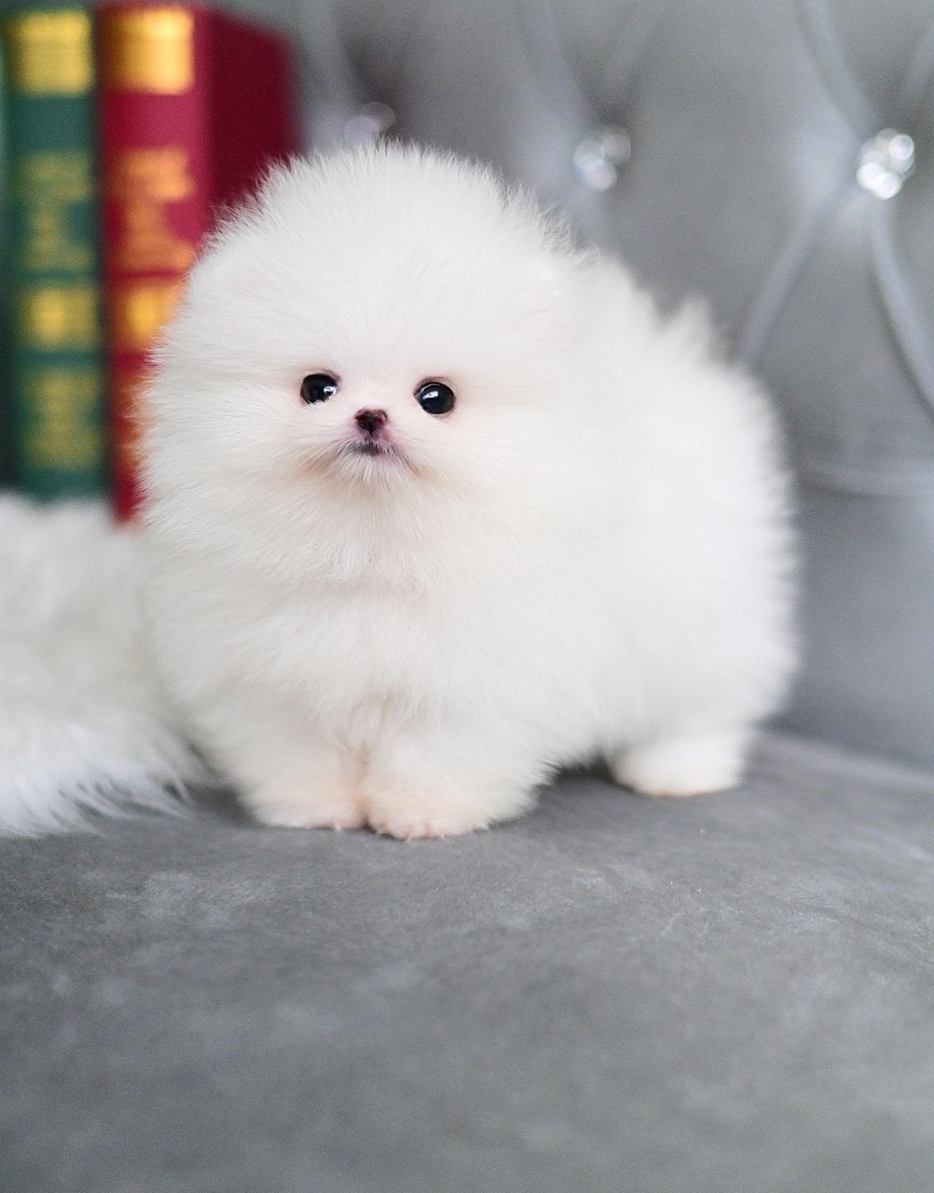 (ย้ายบ้านแล้ว) ปอมหน้าหมี แท้ !! ปอมเมอเรเนียน ปอมทีคัพ ปอมขาว ที่จริงใจ !! ตัวสั้นกลม ตาแป๋ว หน้ากุด เหมือนแมวมาลี ขนแน่น นุ่ม ฟู ขาสั้น ปุ๊กปิ๊ก เลี้ยงง่าย ฉลาด แสนรู้ สุดๆ !