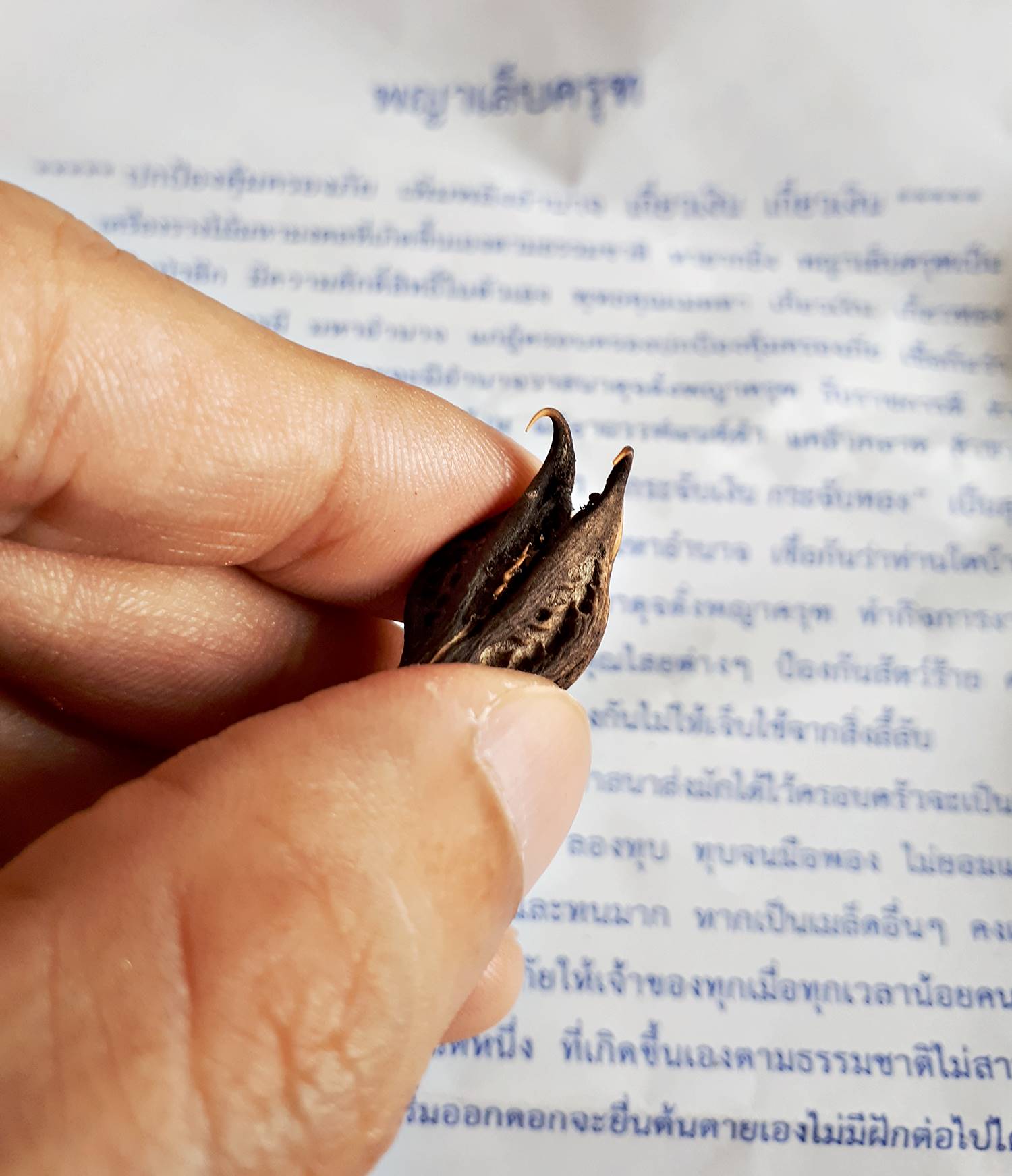 เล็บครุฑ วัตถุมงคลเครื่องราง