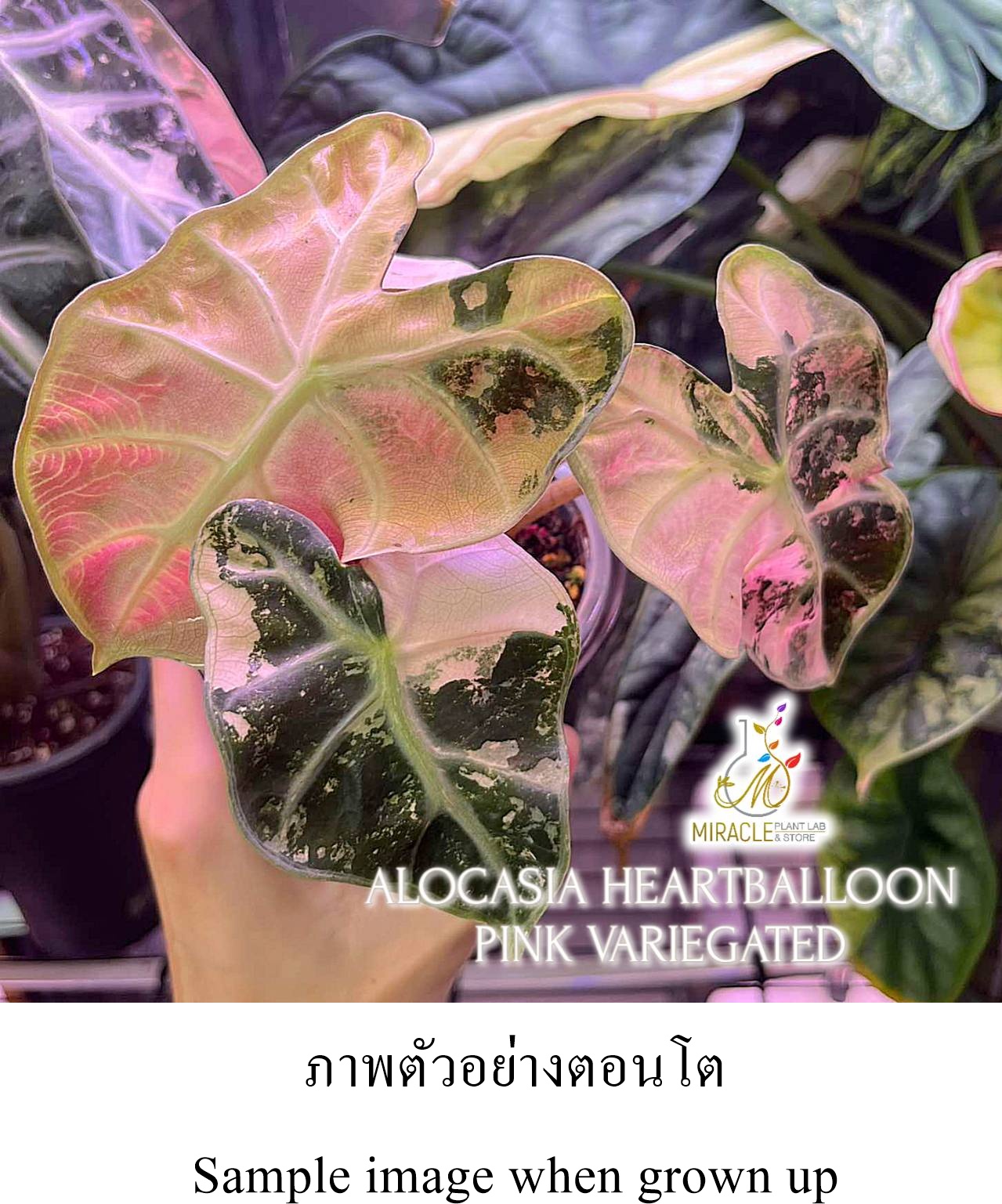 อโลาเซียฮาร์ทบอลลูนด่างชมพู แบบออกปลูกอนุบาลแล้ว กระถาง2นิ้ว (Alocasia Heart Balloon Variegated - Pink *high var*)