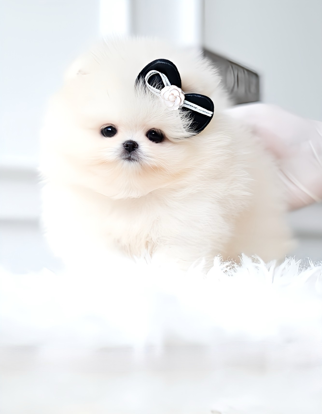 (ย้ายบ้านแล้ว) ปอมหน้าหมี ปอมขาว ปอม ที่เกรด เหมือน ตุ๊กตาหมี ที่สุด !! ตากลมโต หน้ากุด ขาสั้น ตัวสั้นกลม ขี้อ้อน ร่าเริง ฉลาด แสนรู้ !!