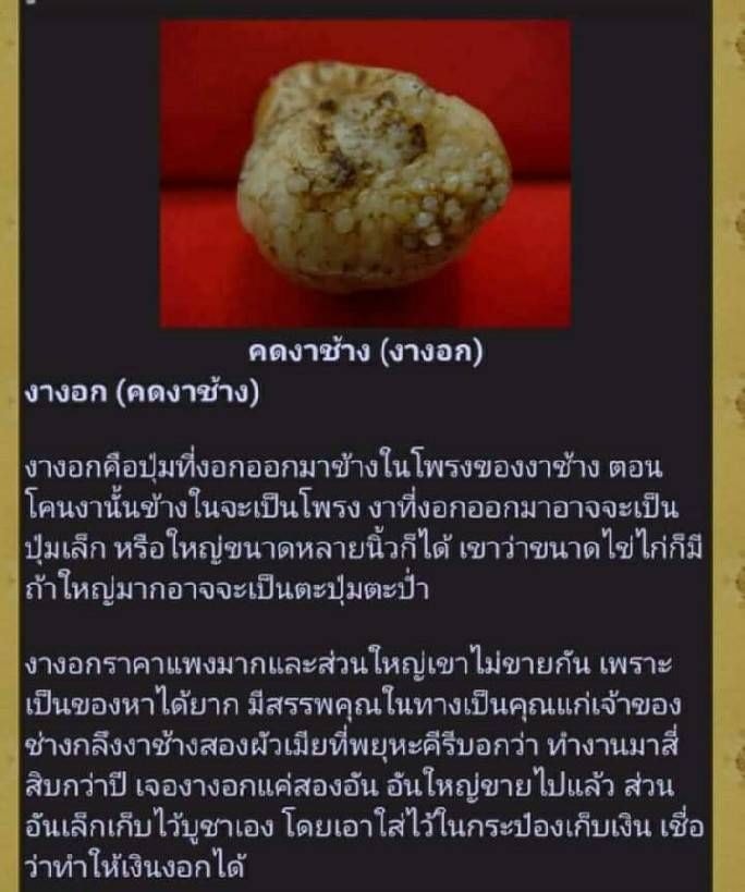 คดงาช้าง(งอกในโพรงงาช้าง) #ของแท้แน่นอน #ผ่านการแช่น้ำมันชาตรีแล้ว (ของทนสิทธิ์) - ของส่วนองค์ หลวงพ่อเล็ก วัดท่าขนุน