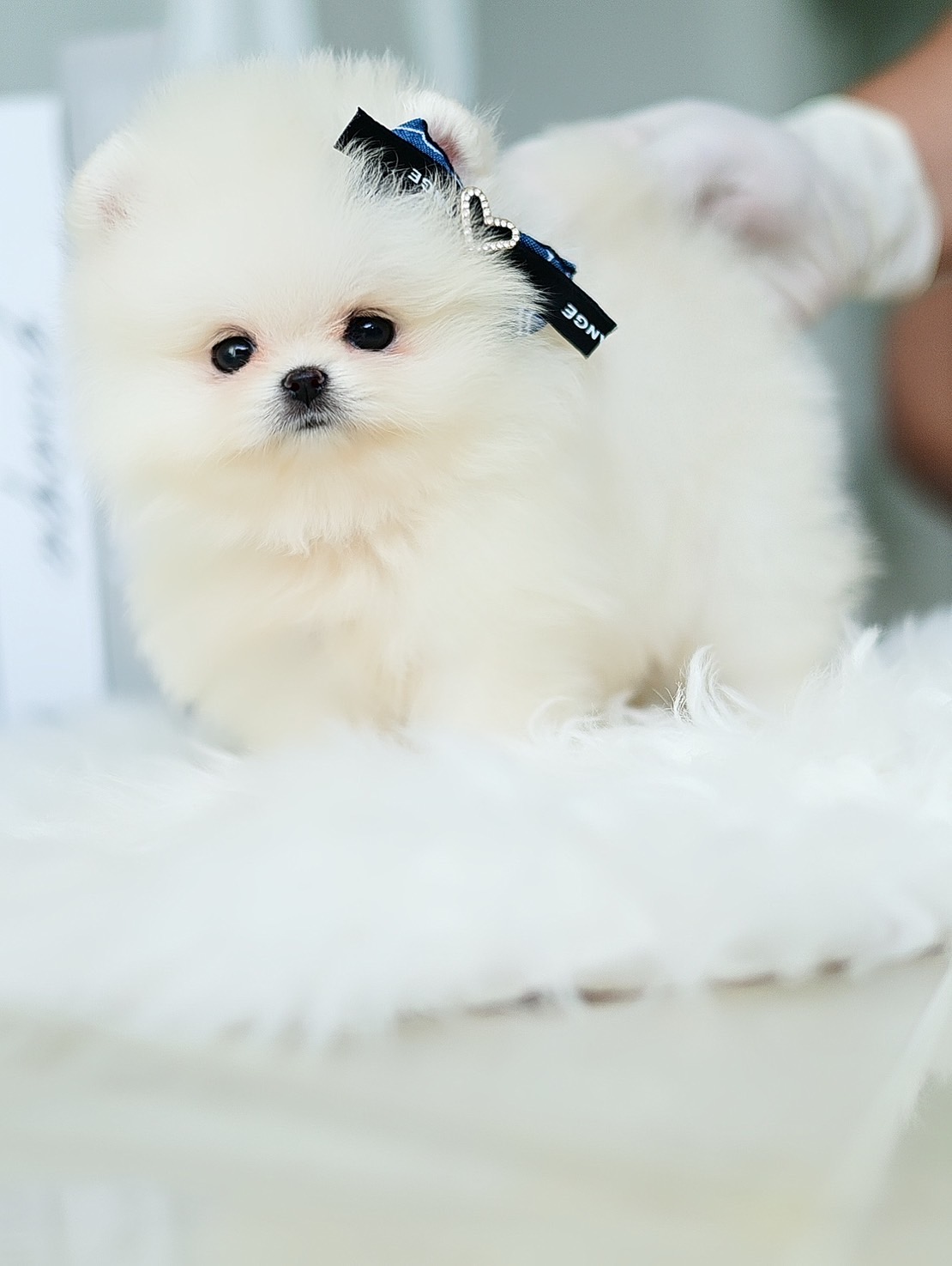 (ย้ายบ้านแล้ว) ปอมหน้าหมี ปอมขาว ปอมสายนำเข้า มีใบรับรอง แบบ ครบครัน!! ท็อปฟอม ขนแน่น ตากลมโต เป็นความแป๋ว อย่างแท้จริง!! ตัวจิ๋ว พกพาง่าย !!!