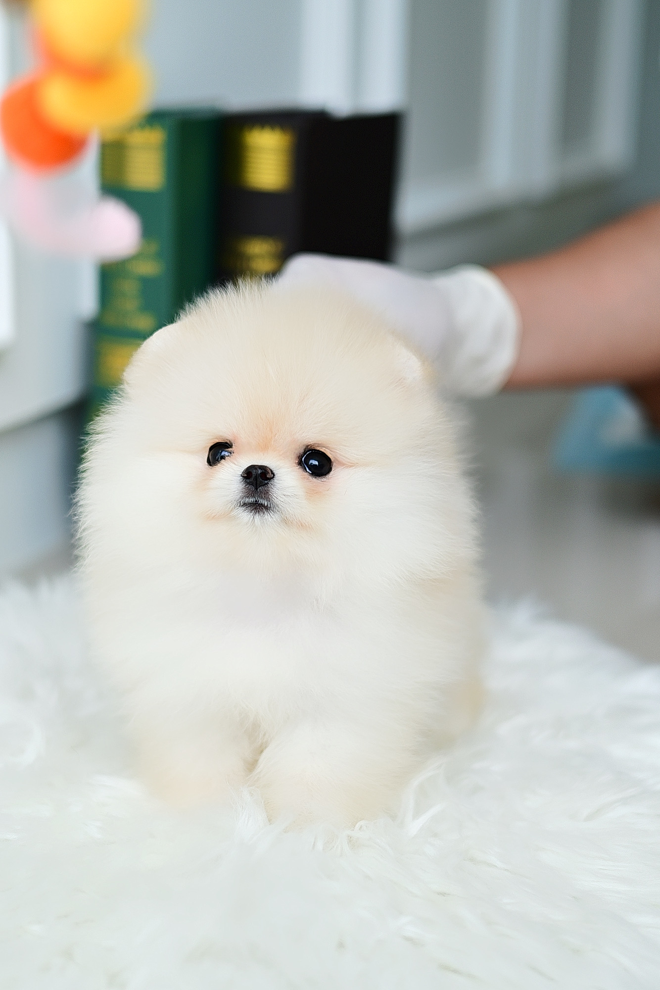 (ย้ายบ้านแล้ว) ปอมหน้าหมี ปอมแท้ ปอมเกาหลี ที่พร้อมส่ง !! ปอมหมี ที่เหมือนตุ๊กตาที่สุด ต้องเกรดนี้ !! ขนแน่น ตัวสั้นกลม ขาหย่ายยยยย