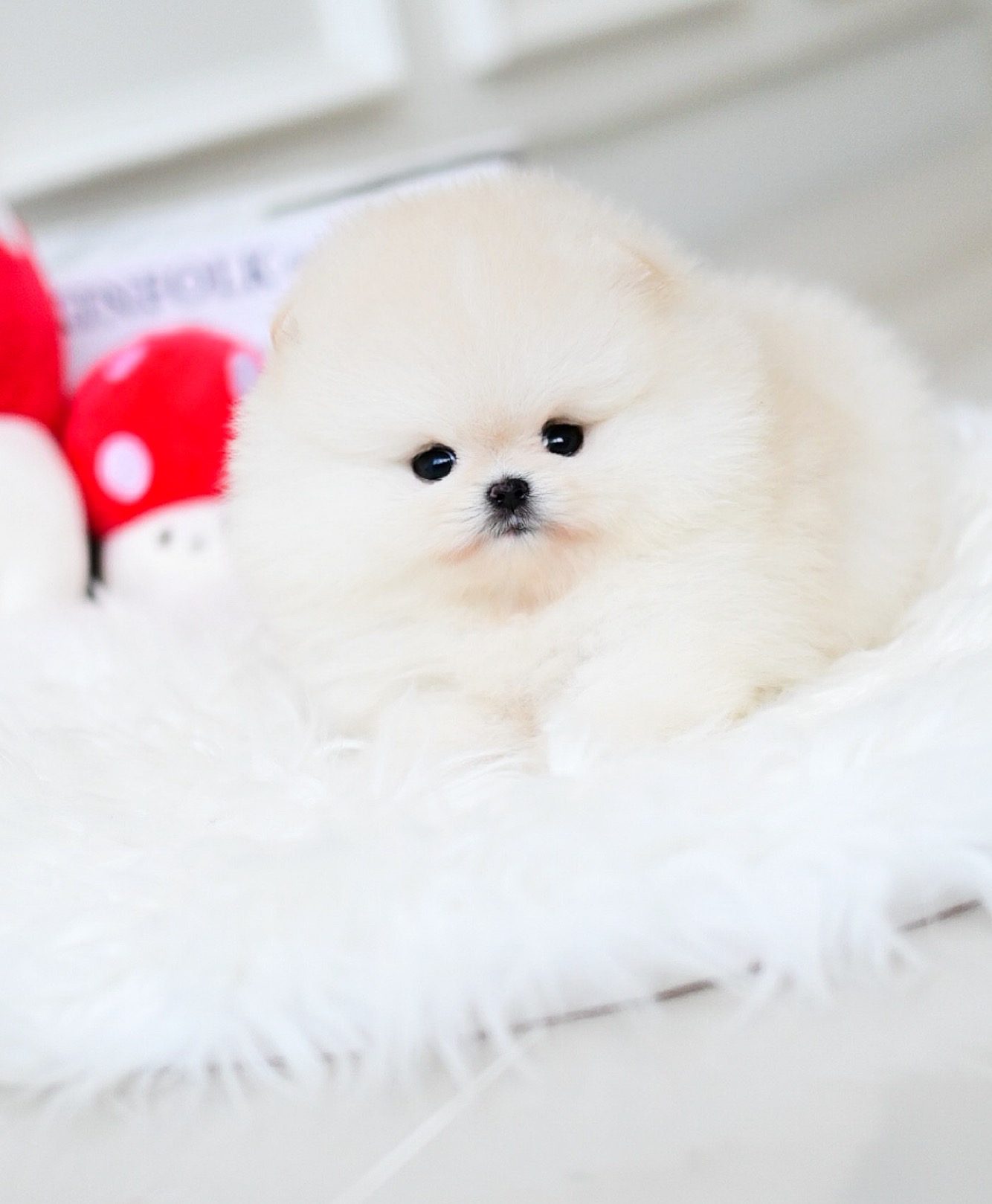 (ย้ายบ้านแล้ว) ปอมหน้าหมี ปอมแท้ ปอมขาวครีม ตัวสั้น ตัวกลม หน้าสั้น อ้อนหวานสุดๆ !!