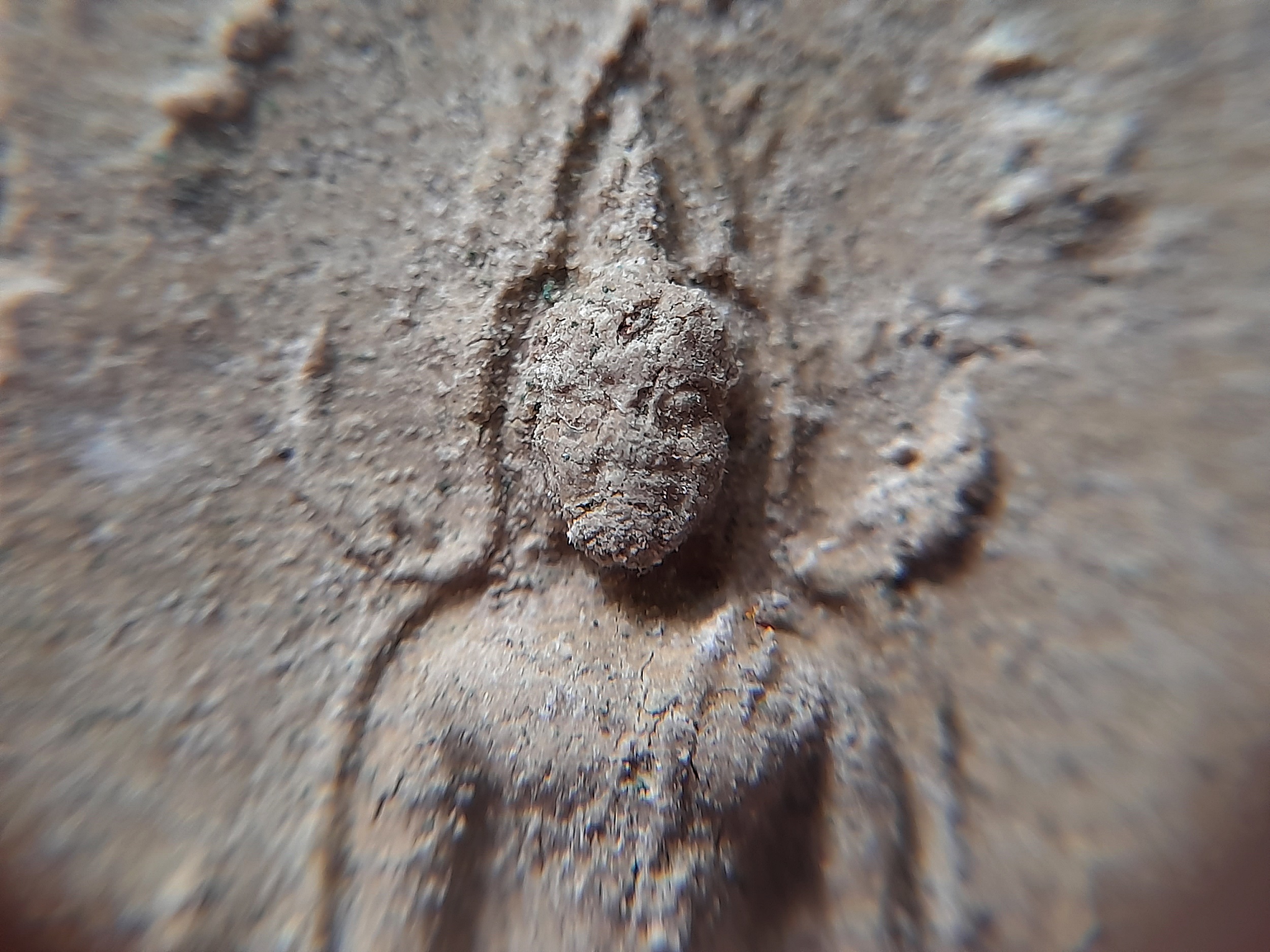 พระพุทธชินราช หลัง หลวงพ่อยงยุทธ ครึ่งองค์ เนื้อผง(ผสมผง หลวงพ่อแก้ว วัดเครือวัลย์) ปี2538 #รับประแท้และทัน - หลวงพ่อยงยุทธ วัดเขาไม้แดง จ.ชลบุรี