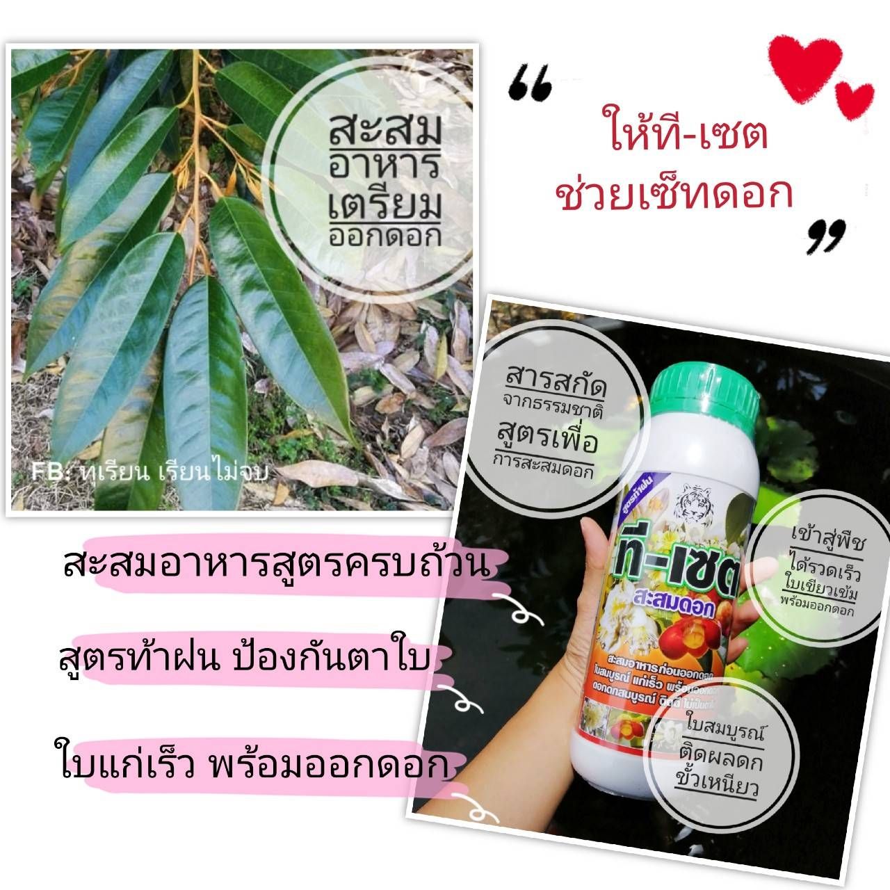 ที-เซ็ต สำหรับะสมอาหาร ก่อนออกดอกขนาด 1000 มล.