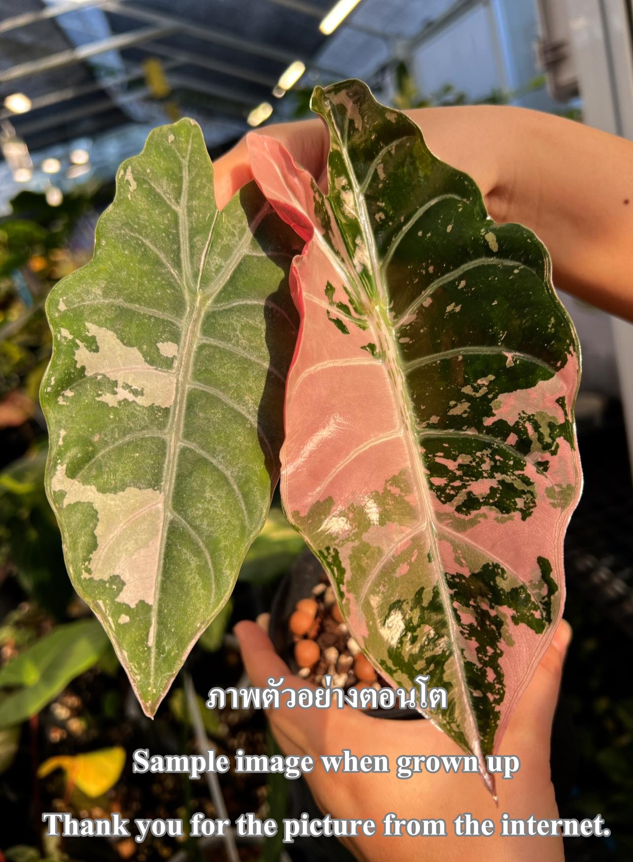 ALOCASIA ‘CHANTRIERII’ / อโลคาเซีย ชานเทอรี่