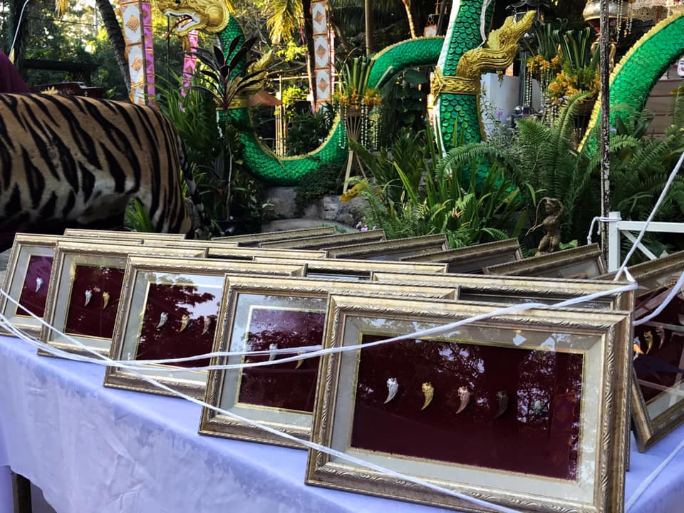 หัวเสือ ลูกอม เนื้อโลหะผิวรุ้ง (#พิธีพยัคฆ์บารมี #เป็นเมตตาและอำนาจ) พ่อปู่ฤาษีเจ้าสมิงพรายสงเคราะห์ ปี2563 - ครูบากฤษดา วันสันพระเจ้าแดง(วัดป่ายาง) จ.ลำพูน