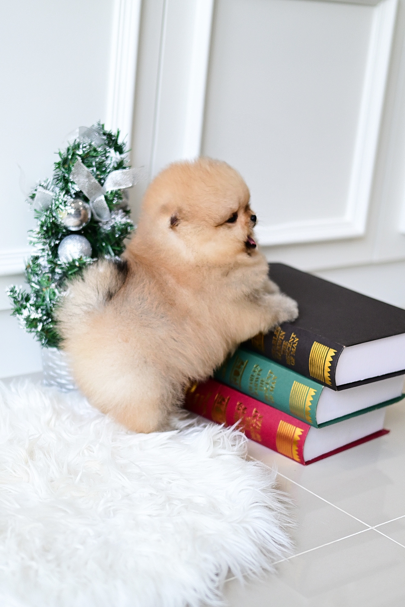 (ย้ายบ้านแล้ว) ปอมหน้าหมี ปอมแท้ ปอม เกรดสายเลือดแชมป์ ! เกรดโชว์ ตัวสั้นกลม หน้าโคดดดด หมี !! ตากลมแป๋ว ดั้งกุด หน้าบี้แบน สุดๆ !!!