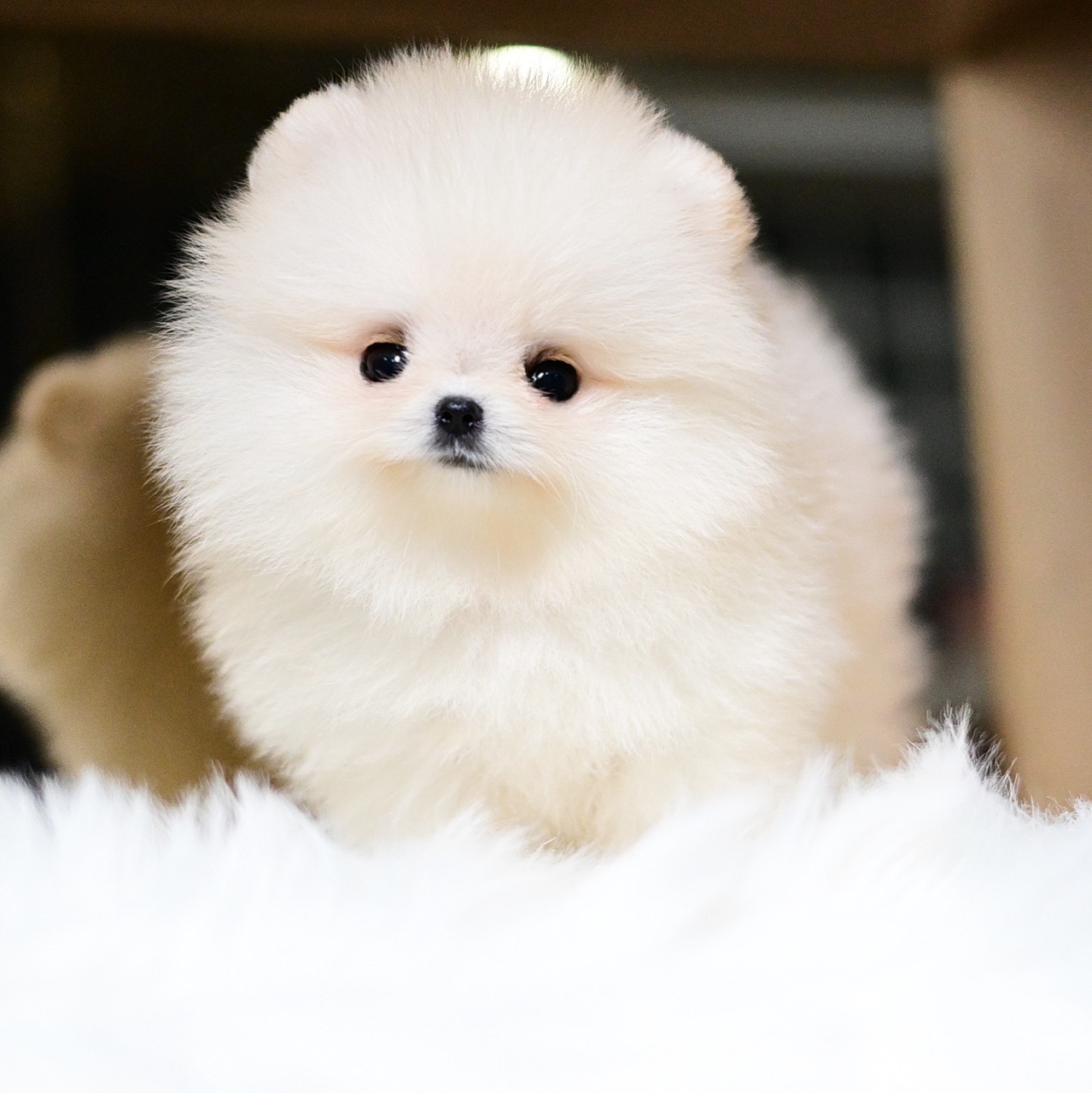 (ย้ายบ้านแล้ว) ปอมหน้าหมี ปอมแท้ ปอมขาว สายเลือดนำเข้า ปากนิด ตมูกหน่อย น่ารัก แบบลงตัว สุดๆๆ ตัวสั้นๆ ขากลมๆ ตัวกลม พร้อมกลิ้ง ไปอ้อนแล้วน้าา !!