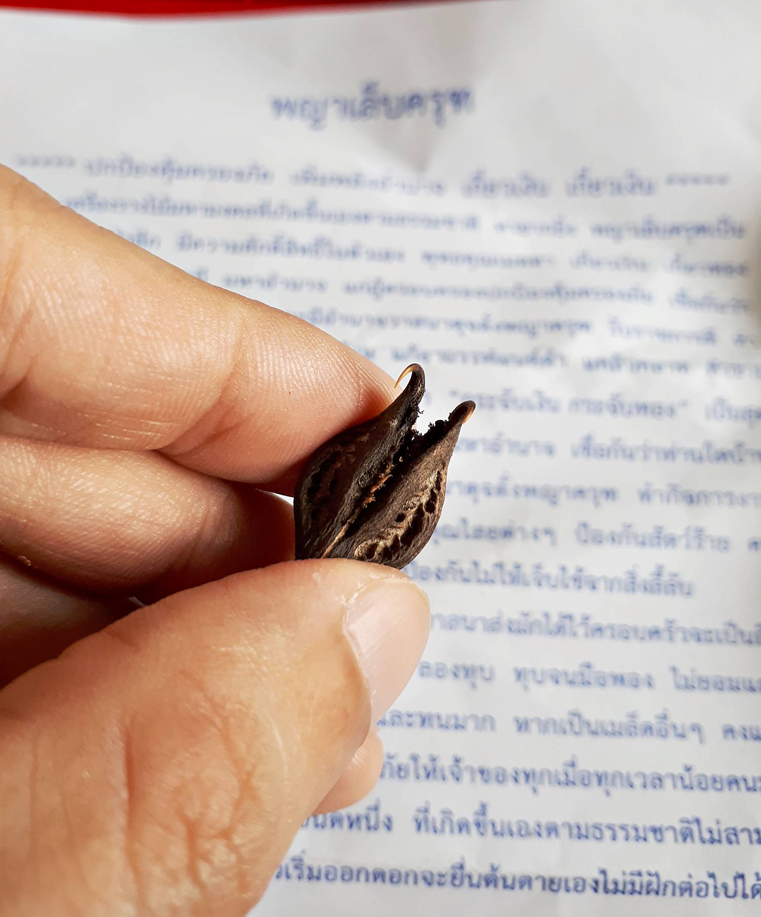 เล็บครุฑ วัตถุมงคลเครื่องราง