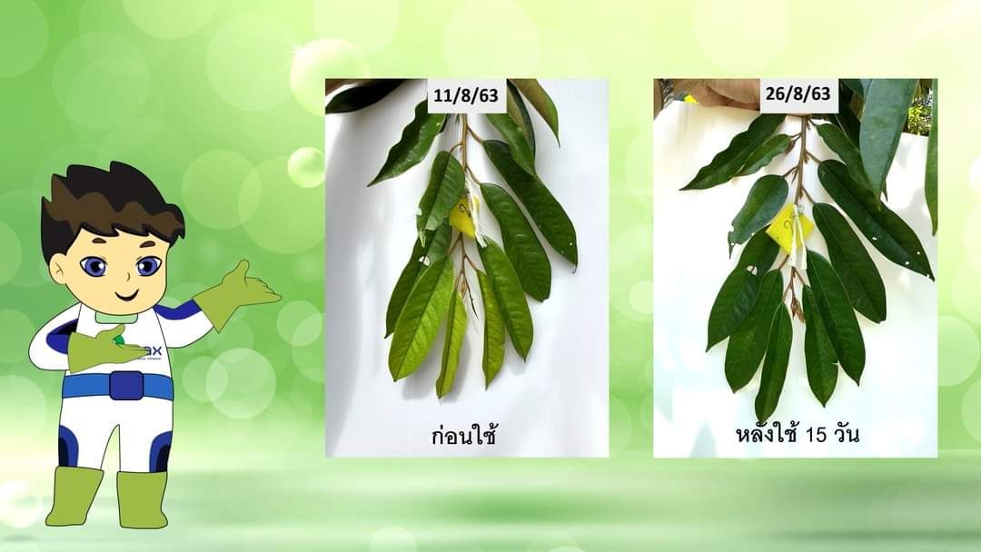 โกรวีส เอ็มเอ็กซ์ ธาตุอาหารรอง ขนาด 1000 กรัม
