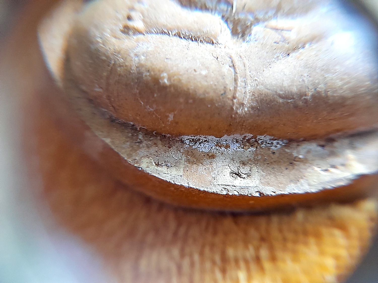 พระปิดตา จัมโบ้ ชุดพิเศษ5องค์ #ตะกรุดทองคำแท้ #ตะกรุดเงินแท้ (โรยมวลสารผงเก่าบางขุนพรหม โรงผงเก่าหลวงปู่โต๊ะ วัดพระดูฉิมพลี) ปี2540 #รับประกันแท้ - ทันยุคปลุกเสกโดย หลวงปู่คง หลวงพ่อคูณ หลวงปู่แสง หลวงปู่ทอง หลวงพ่อพูล หลวงปู่ทิม หลวงปู่จอย หลวงพ่อรวย หลว