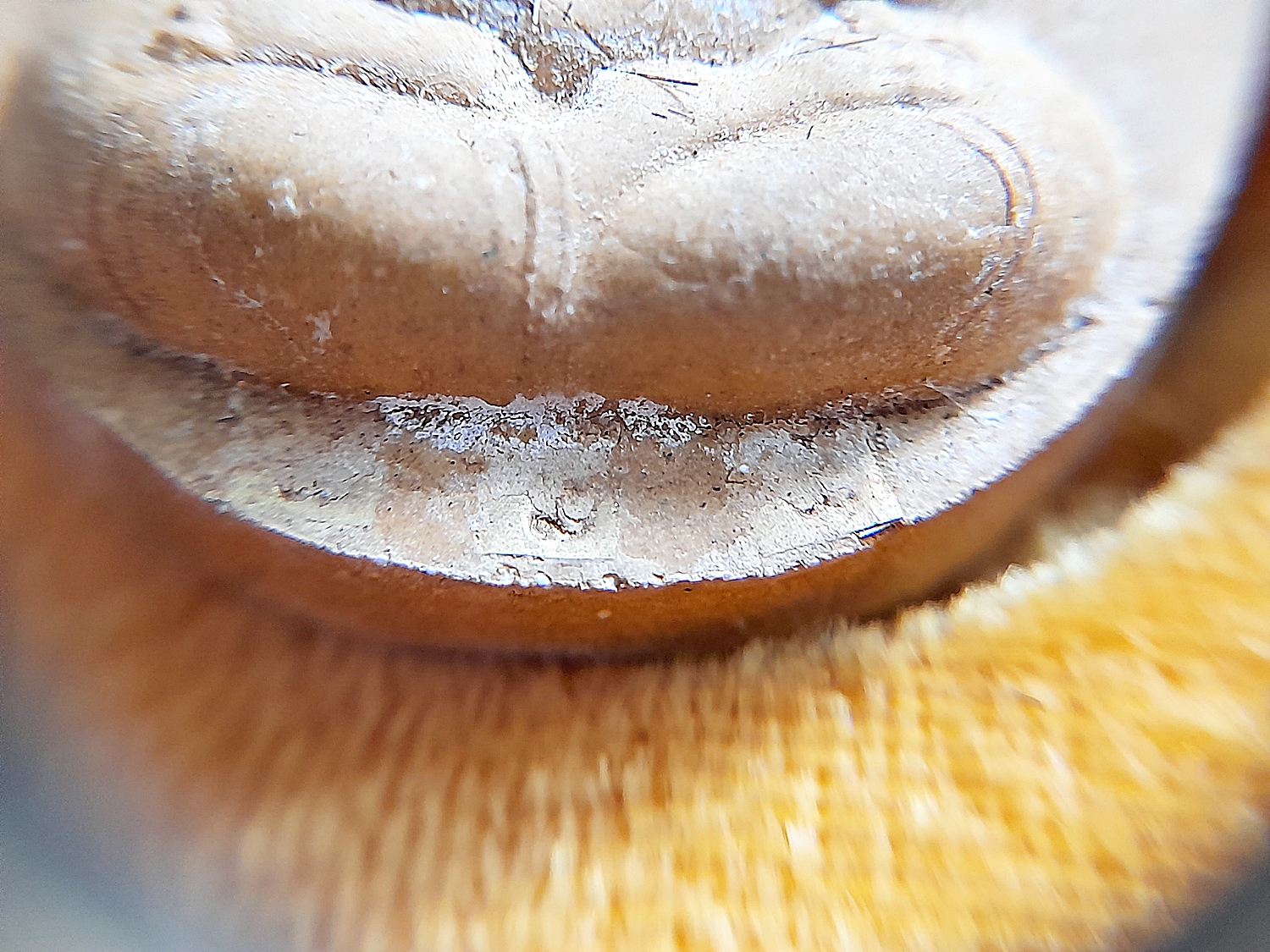 พระปิดตา จัมโบ้ ชุดพิเศษ5องค์ #ตะกรุดทองคำแท้ #ตะกรุดเงินแท้ (โรยมวลสารผงเก่าบางขุนพรหม โรงผงเก่าหลวงปู่โต๊ะ วัดพระดูฉิมพลี) ปี2540 #รับประกันแท้ - ทันยุคปลุกเสกโดย หลวงปู่คง หลวงพ่อคูณ หลวงปู่แสง หลวงปู่ทอง หลวงพ่อพูล หลวงปู่ทิม หลวงปู่จอย หลวงพ่อรวย หลว