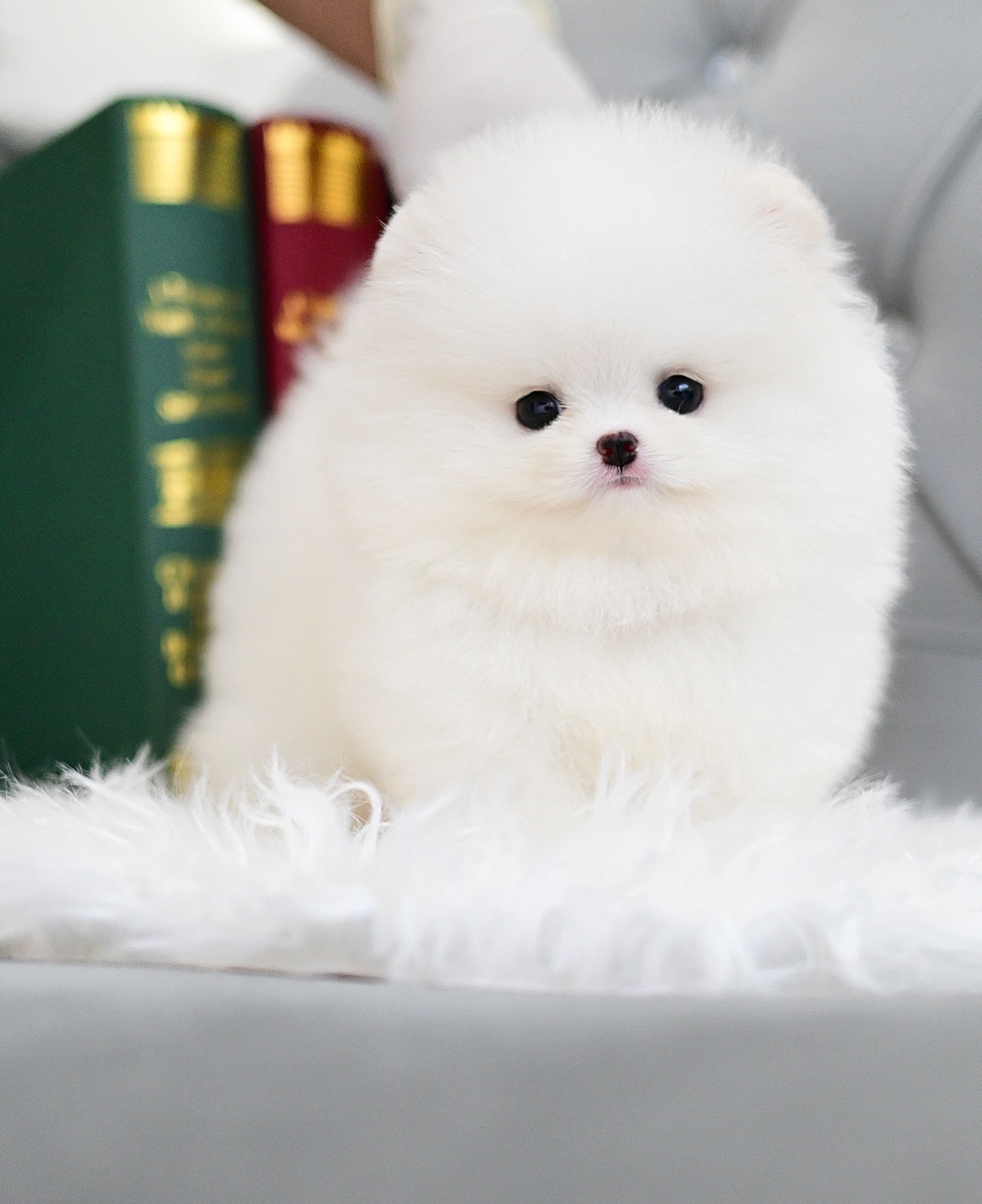 (ย้ายบ้านแล้ว) ปอมหน้าหมี ปอมแท้ ปอมขาว เกรดสายเลือดนำเข้า ตากลมโต เป็นเอกลักษณ์ ที่สายอื่นๆ ไม่สามารถลอกเลียนแบบได้ !! ตัวกลม ปากอูม เหมือน ตุ๊กตาหมี !!