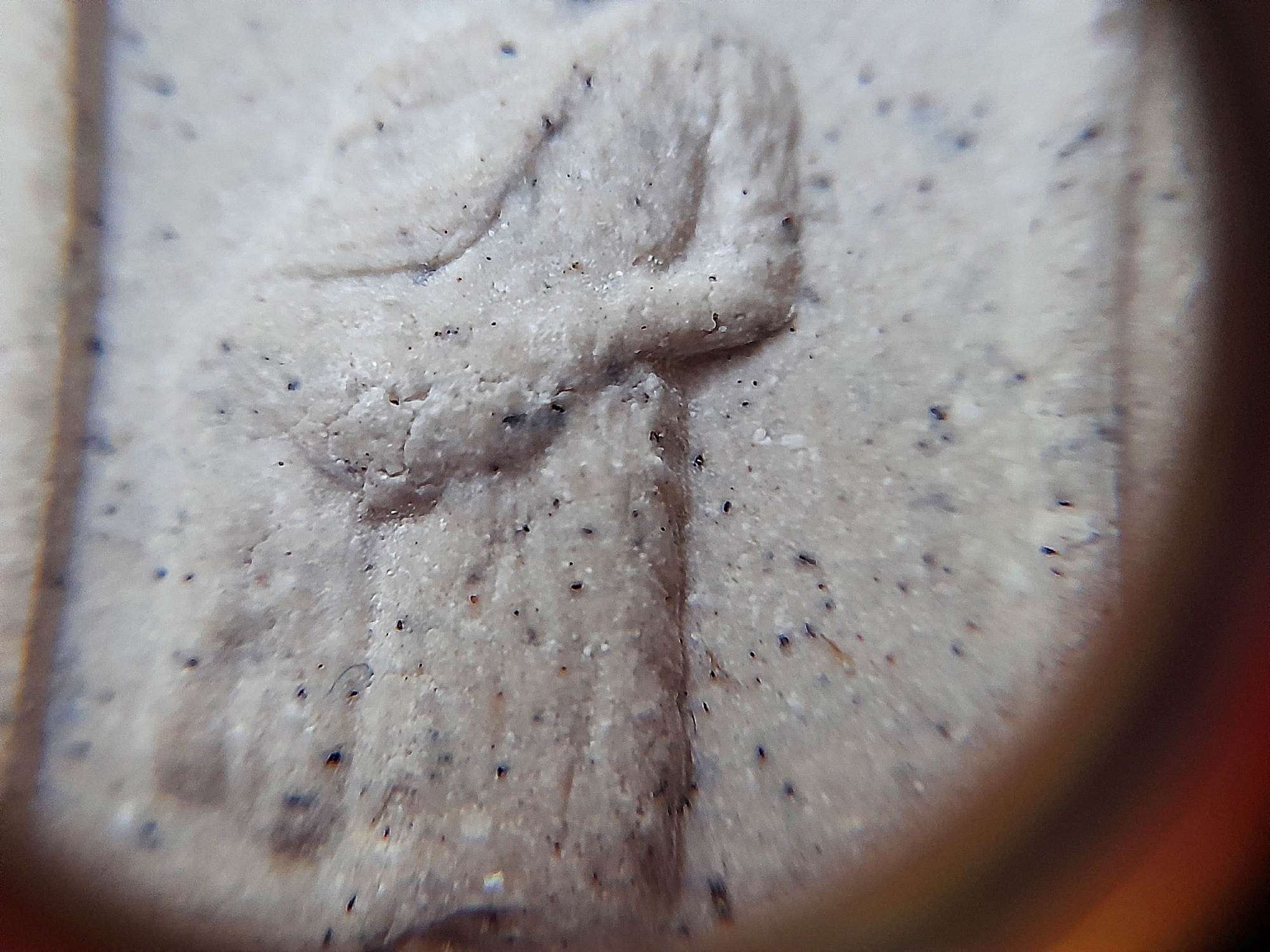 เหรียญพระผงดวงเศรษฐีเปิดโลก (หลังยันต์ดวงพระอาจารย์สุริยัณ) ปี2562 #รับประกันแท้ - พระอาจารย์สุริยัณ วัดป่าฉัพพรรณรังสี จ.ชัยภูมิ