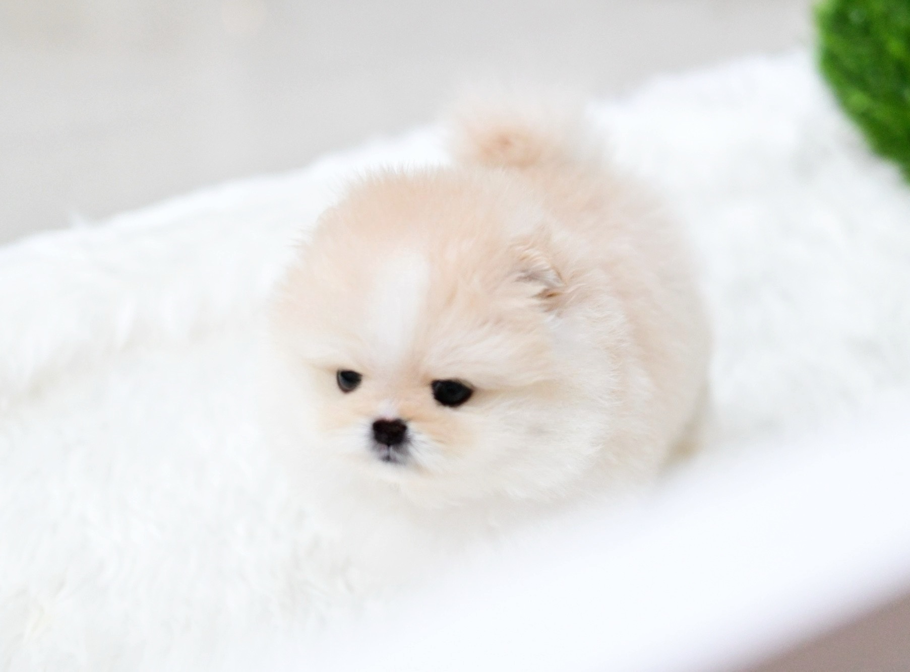 (ย้ายบ้านแล้ว) ปอมหน้าหมี ปอมเกาหลี ปอมปอม ปอม สีน่ารัก มีแสกขาว ที่หน้าผาก เท่ห์ เก๋ สุดๆ !!