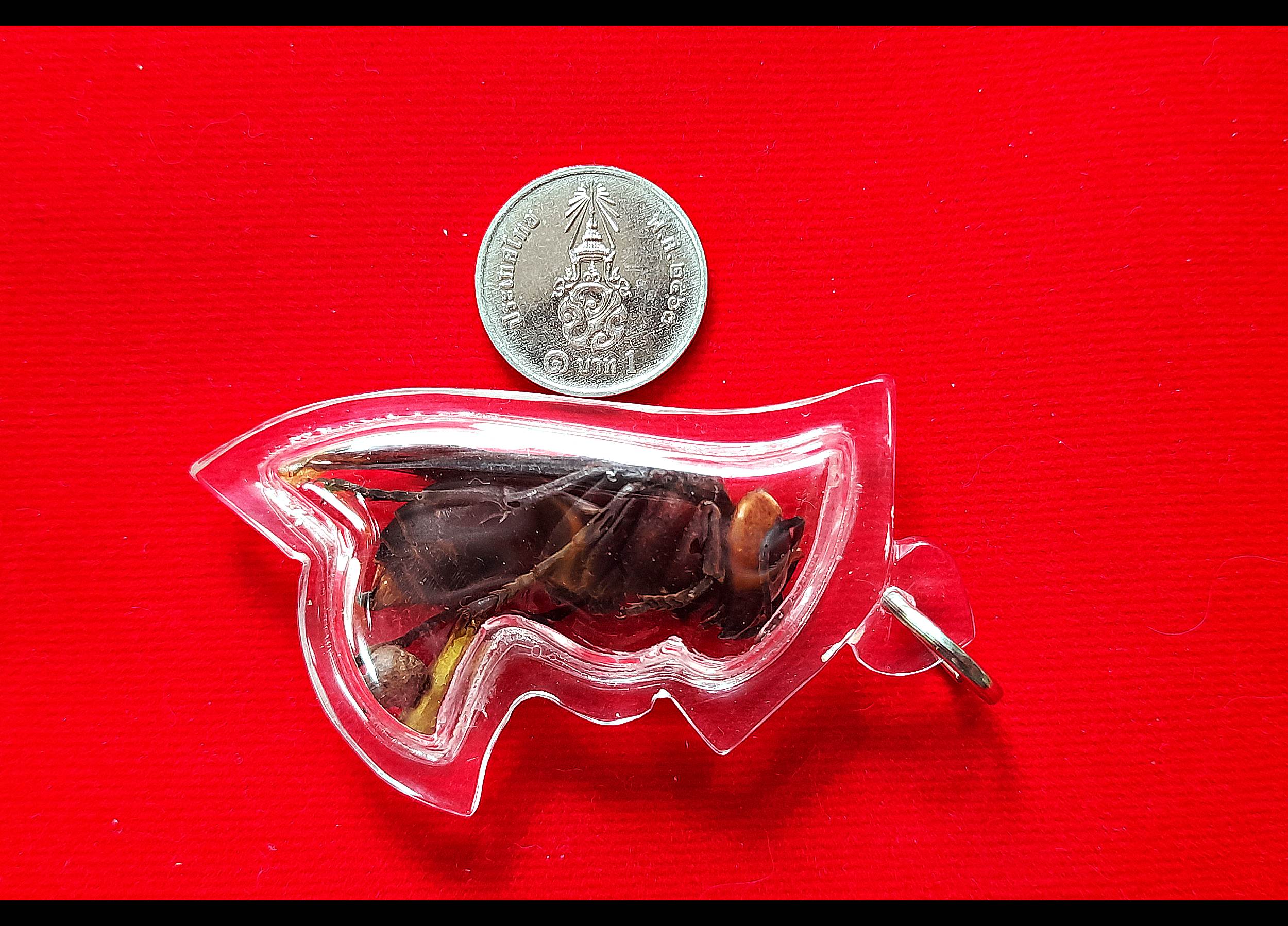 พญาต่อเงินต่อทอง (ใช้ ตัวต่อจริงที่ตายแล้ว) + ตะกรุดเรียกเงินเรียกทอง + เม็ดธาตุกายสิทธิ์เหล็กไหลเงินคำ ปี2560 (อานุภาพ เรียกเงิน โชคลาภ ค้าขาย เจรจา) #รับประกันแท้ - พระครูบาเหนือชัย (พระขี่ม้า)