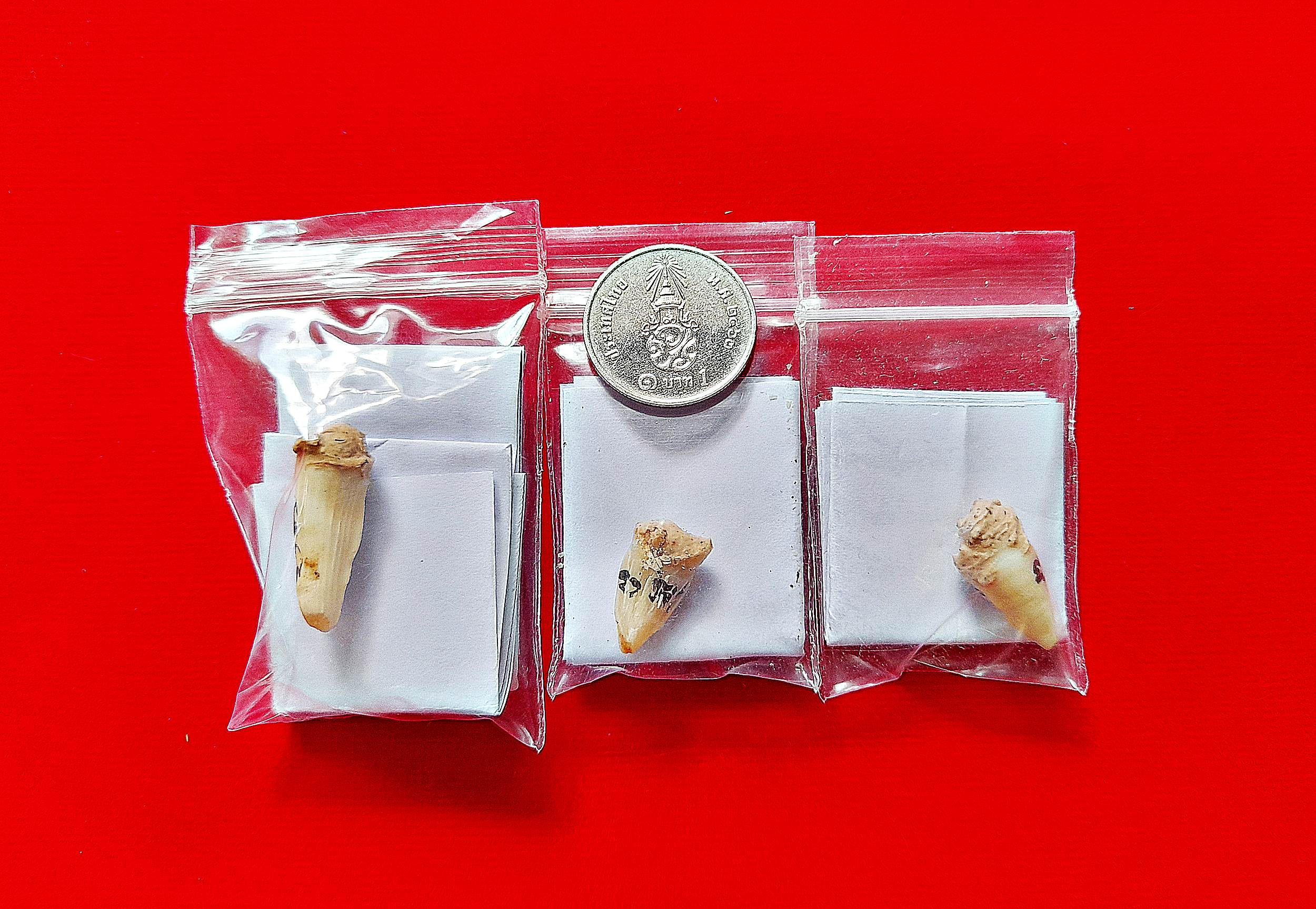 เขี้ยวจรเข้ พญากุมภีโพธิสัตว์(พญาจระเข้โพธิสัตว์) (จารยันต์ บรรจุมวลสาร) ปี2563 #รับประกันแท้ - พระอาจารย์เอราวัณ