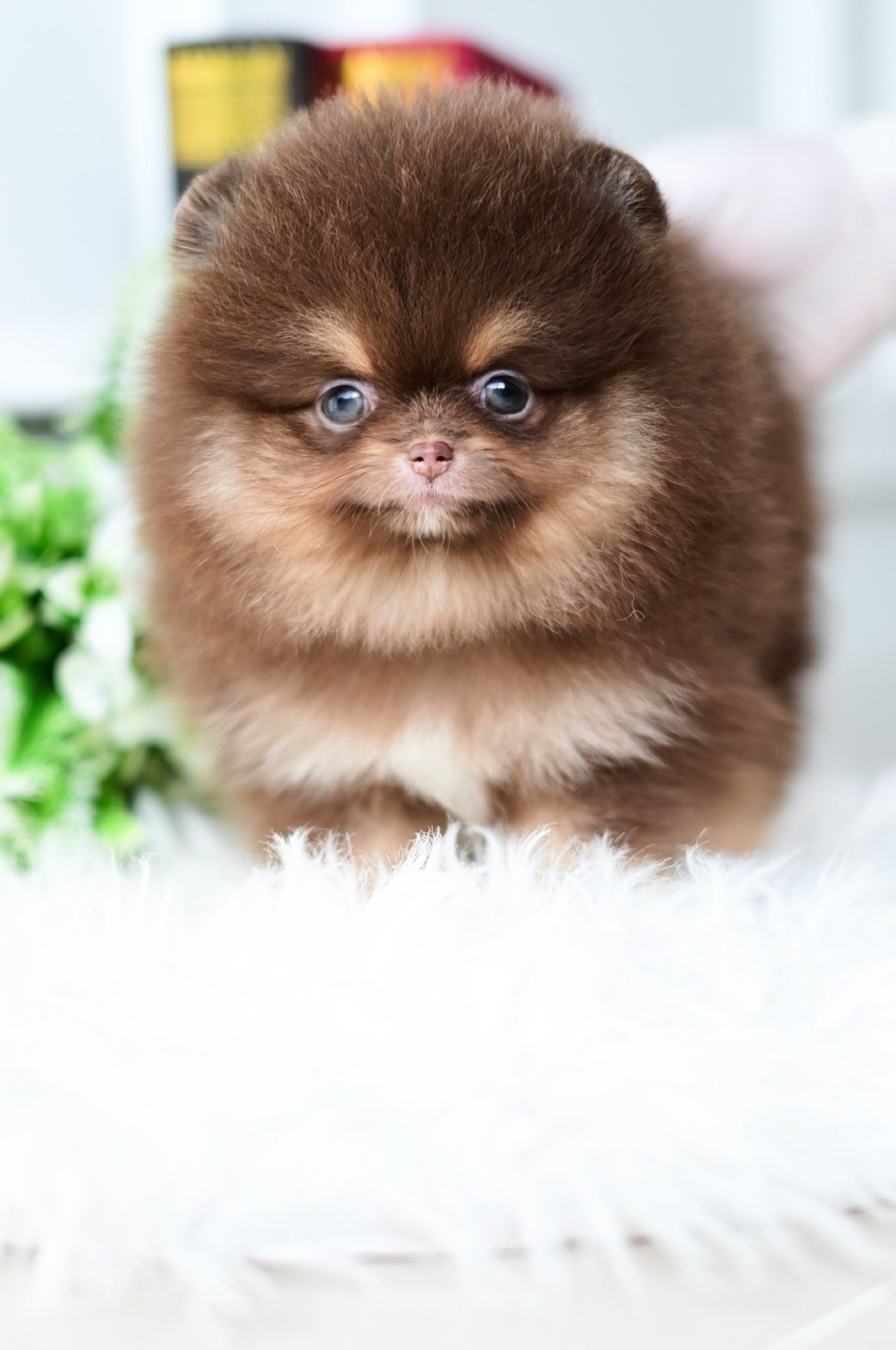 (ย้ายบ้านแล้ว) ปอมหน้าหมี ปอมแท้ ปอม สี RARE LIMITED !! สี CHOCOLATE TAN มาร์กกิ้ง ครบ ชัด เป๊ะ !! ขนแน่น ตาสวยมว๊ากกกกก ทรงสวย ขี้อ้อนสุดๆๆ !!