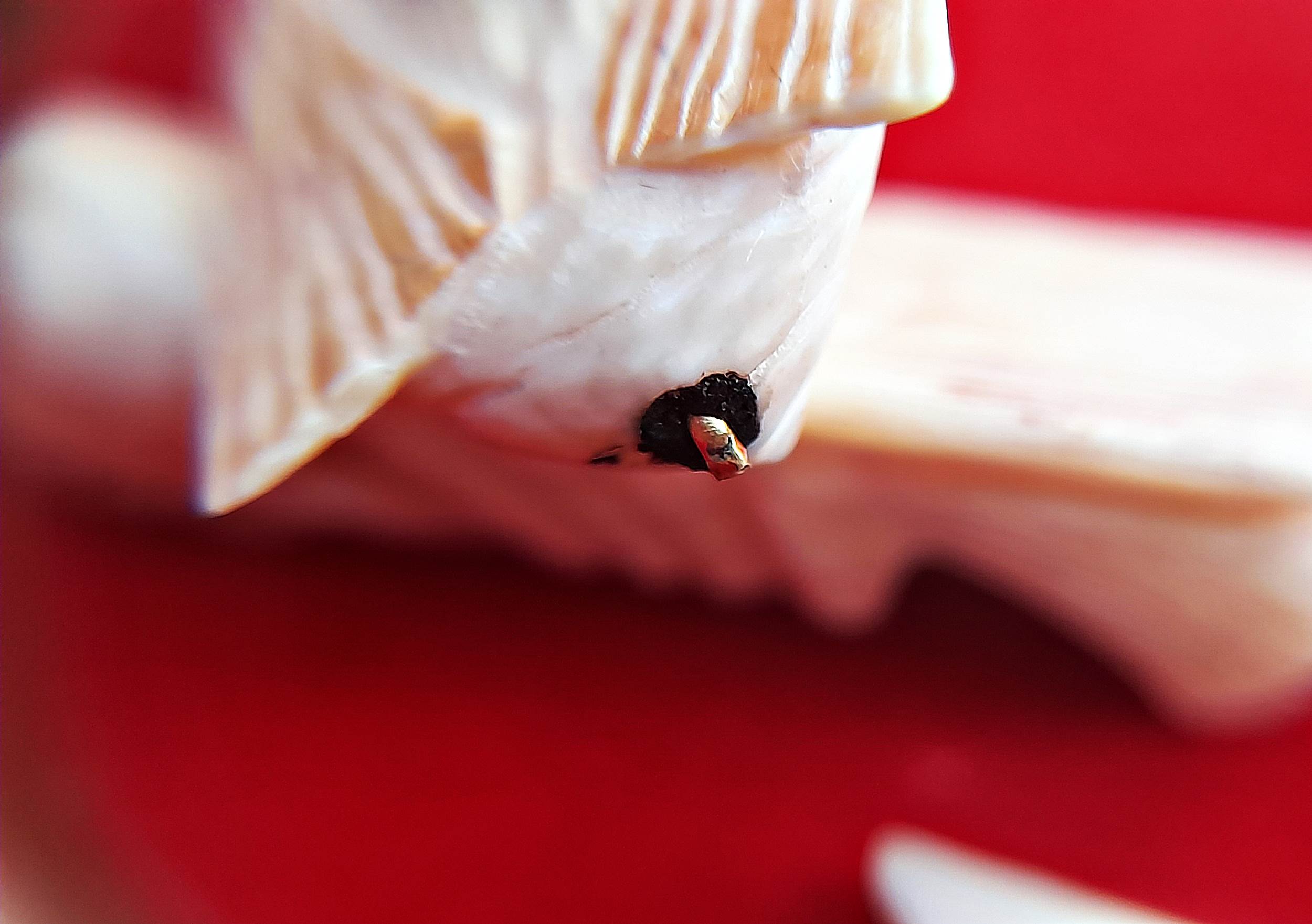 แมลงภู่ งาช้างแท้ (บรรจุเข็มทองคำ+ปรอทสำเร็จ+ยาวาสนาจินดามณี) ปี2566 #รับประกันแท้