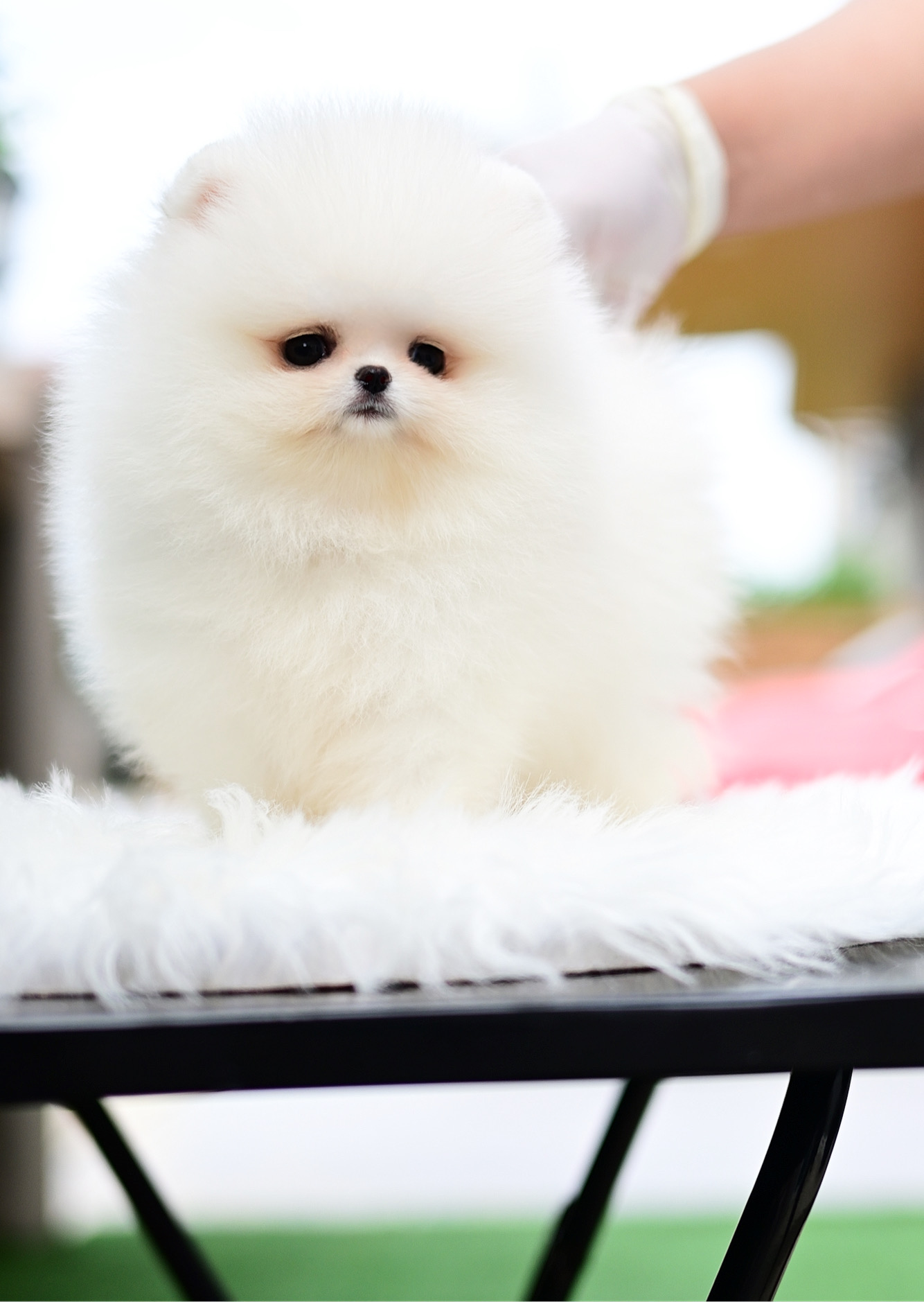 (ย้ายบ้านแล้ว) ปอมหน้าหมี ปอมทีคัพ ปอมขาว ขนฟู ตัวสั้นกลม ขนแน่น นุ่ม ตาแป๋ว แก้มตุ่ย ตากลมป็อก ตาแป๋ว หวาน มีเสน่ห์ บอกเลยว่า ใครได้ไป หลงแน่นอนค่ะ !!