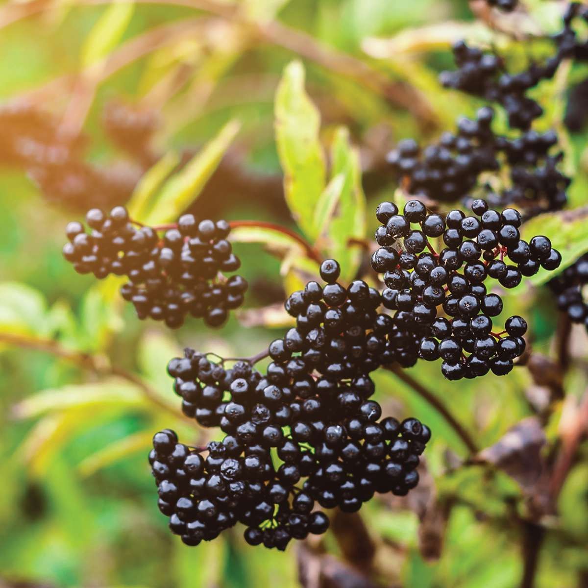 วิตามินเสริมภูมิคุ้มกันสำหรับเด็กแบบเม็ดเคี้ยว Nature's Answer Kids' Sambucus Black Elderberry Chewables with Vitamin C & Zinc