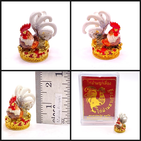 ไก่ฟ้าพญาเลี้ยง ไก่ฟ้ามหาเศรษฐี (เนื้อทองทิพย์ลงยาสีอีนาเมลหางขาว) หลวงตาน้อย สำนักสงฆ์ป่าปวงตึก หลวงปู่ศิลา (หลวงปู่มหาศิลา)