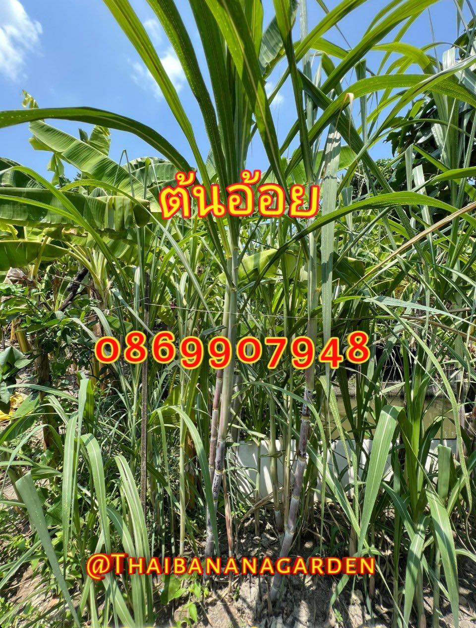 ต้นอ้อยพิธี (บวงสรวง)