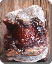 คาร์เนเลียน (Carnelian)
