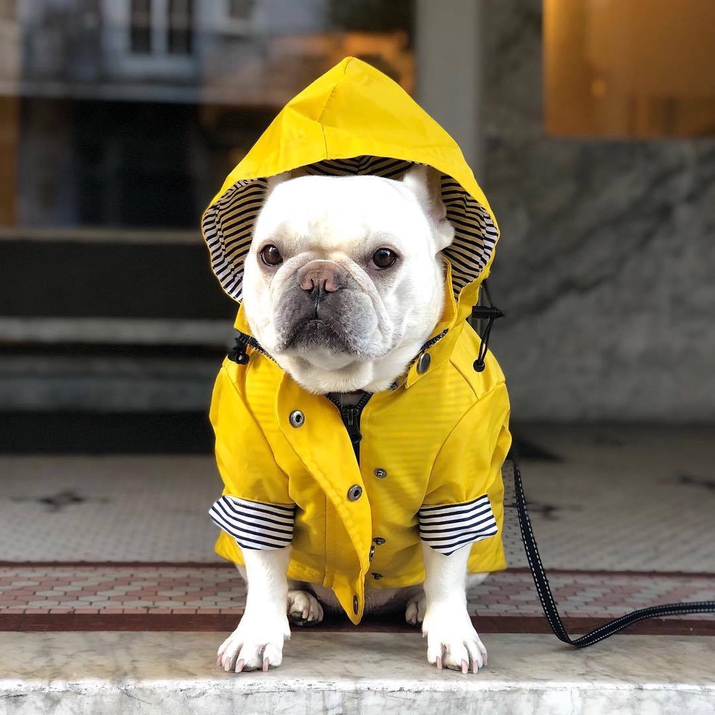 C173 เสื้อกันฝนสุนัข Georgie Yellow Raincoat กันเลอะ ใส่ง่าย กันฝนได้ดี เสื้อกันฝนสัตว์เลี้ยง เท่