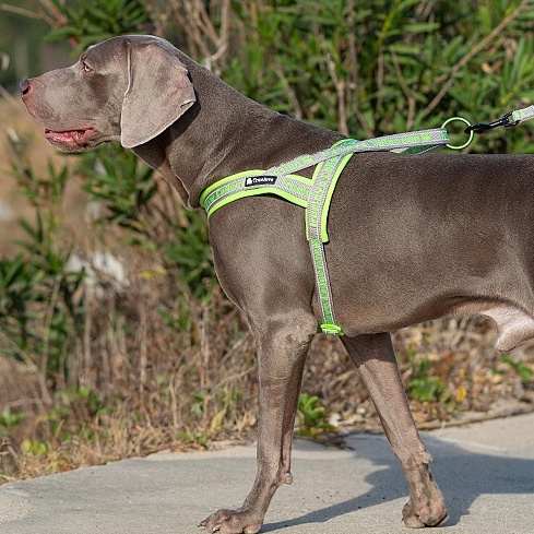 C143 TRUELOVE TH Pet Harness: ปลอกคอรัดอกสุนัข (ใส่ง่ายถอดง่าย) ป้องกันอันตรายจากการกระชาก