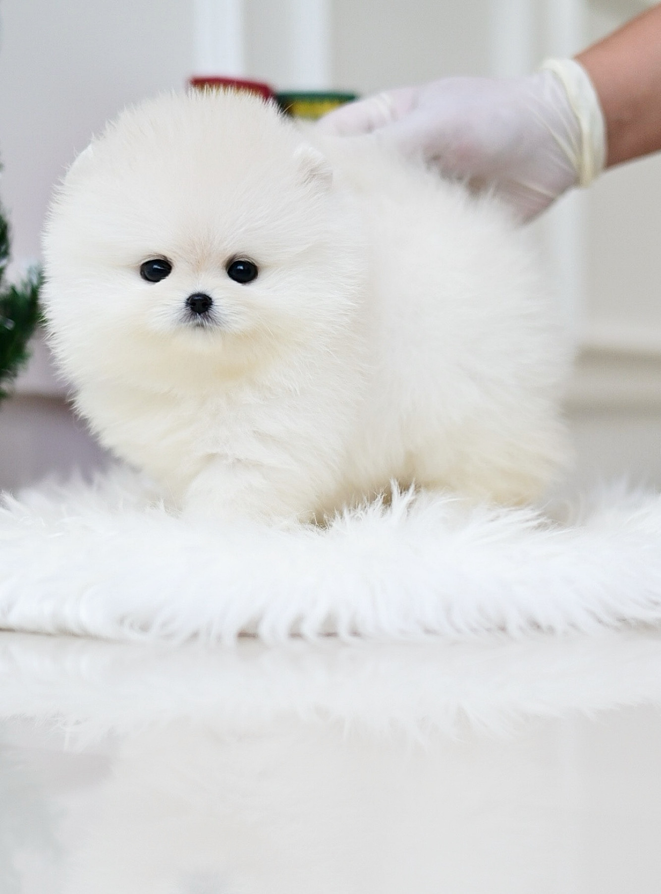 (ย้ายบ้านแล้ว) ปอมหน้าหมี ปอมเมอเรเนียน ปอมขาว หมีขาว ตัวน้อย ตาหวาน ตากลมโต ขนแน่น ทรงสวย ยืนสวยมากกกก !