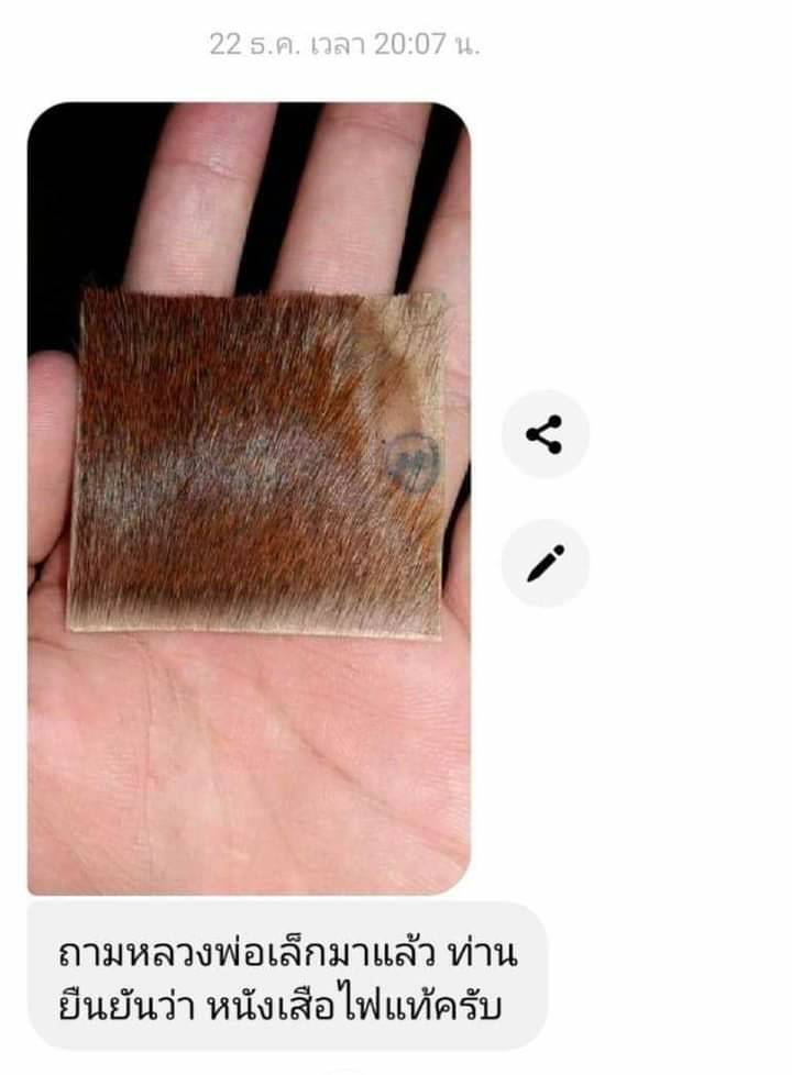 หนังเสือ (เสือไฟแท้) ด้านหลังจารย์ยันต์ (จัดสร้างใน ปี2564 แค่เพียง42แผ่น เท่านั้น) #รับประกันแท้